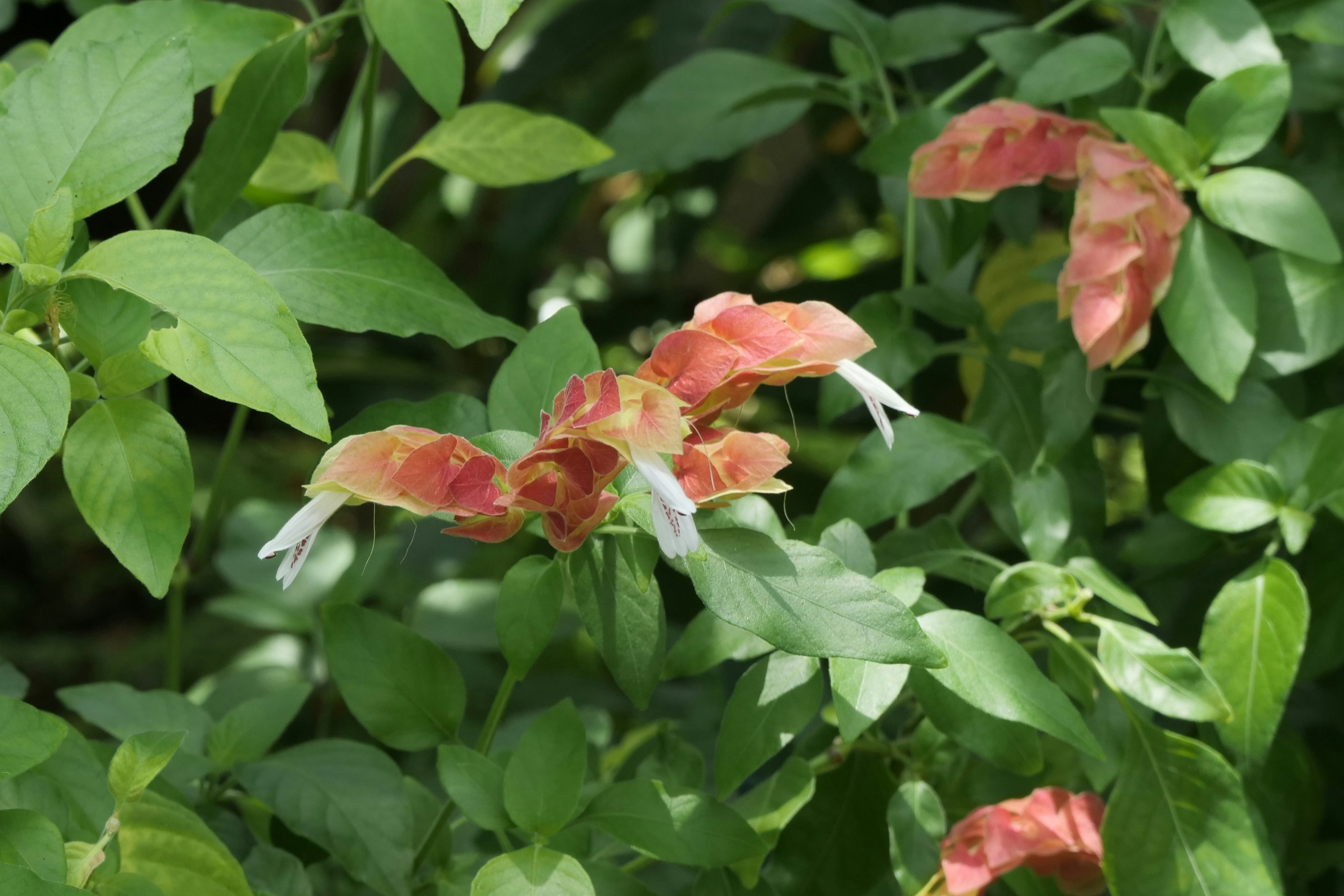 Red and white flowers blooming among green leaves