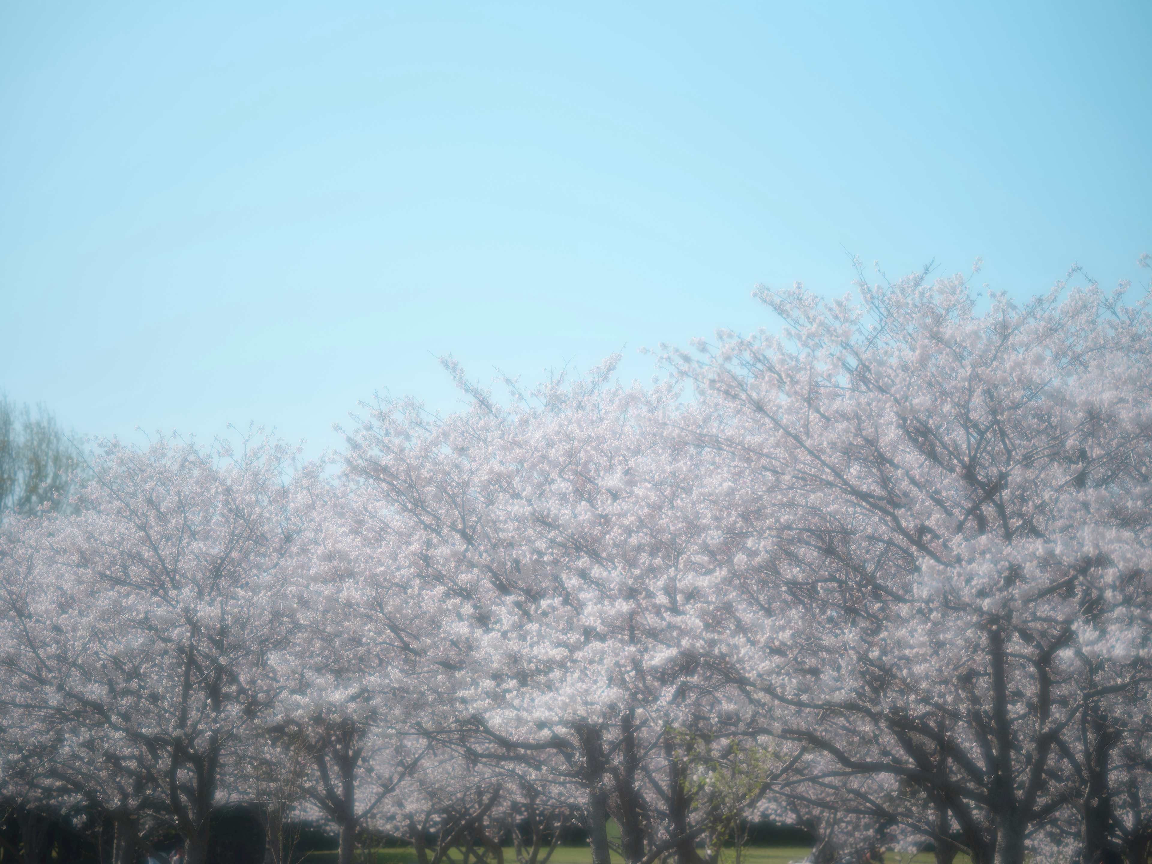 Pohon sakura yang mekar di bawah langit biru yang cerah