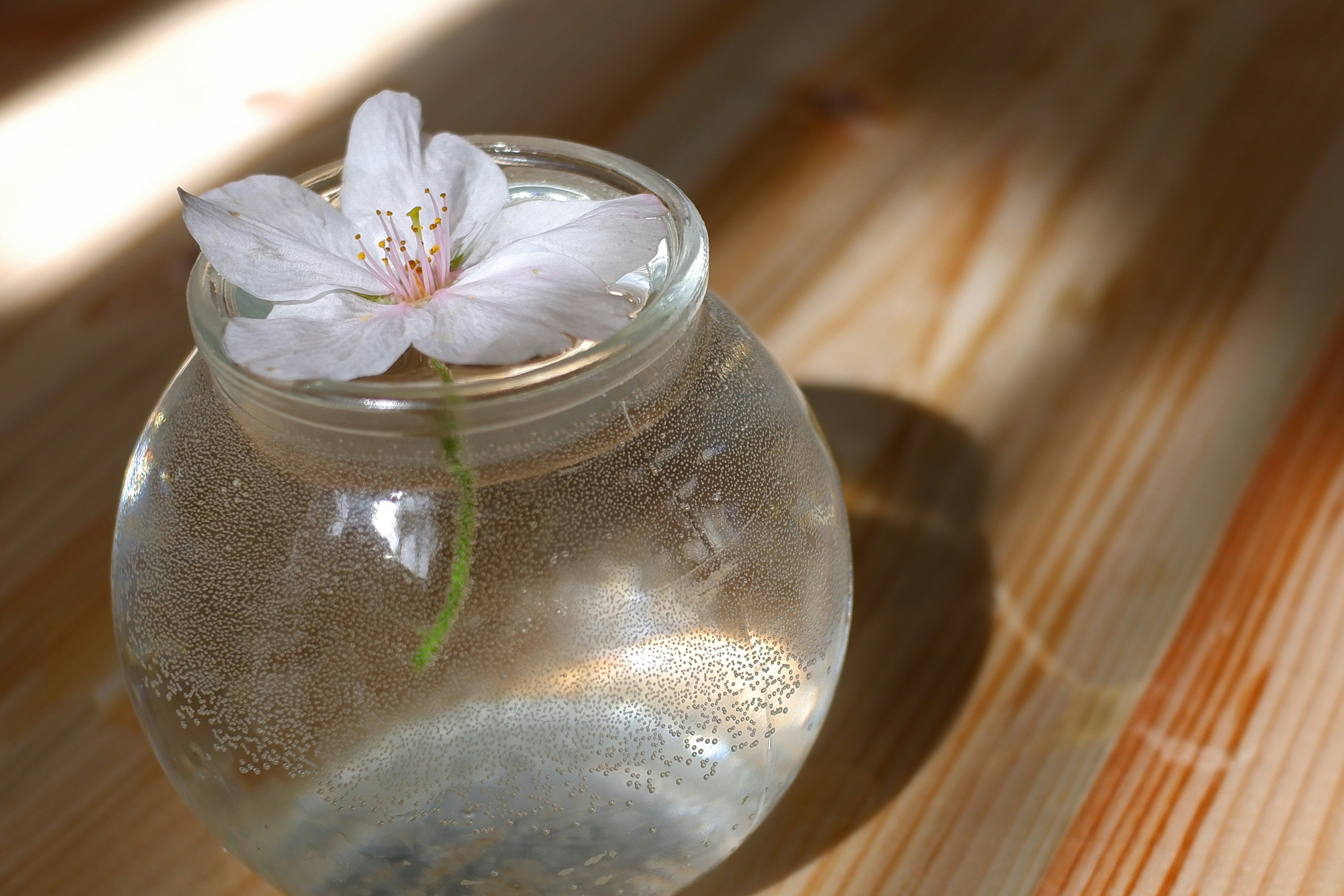 Un tazón de vidrio lleno de agua con una flor de cerezo flotando