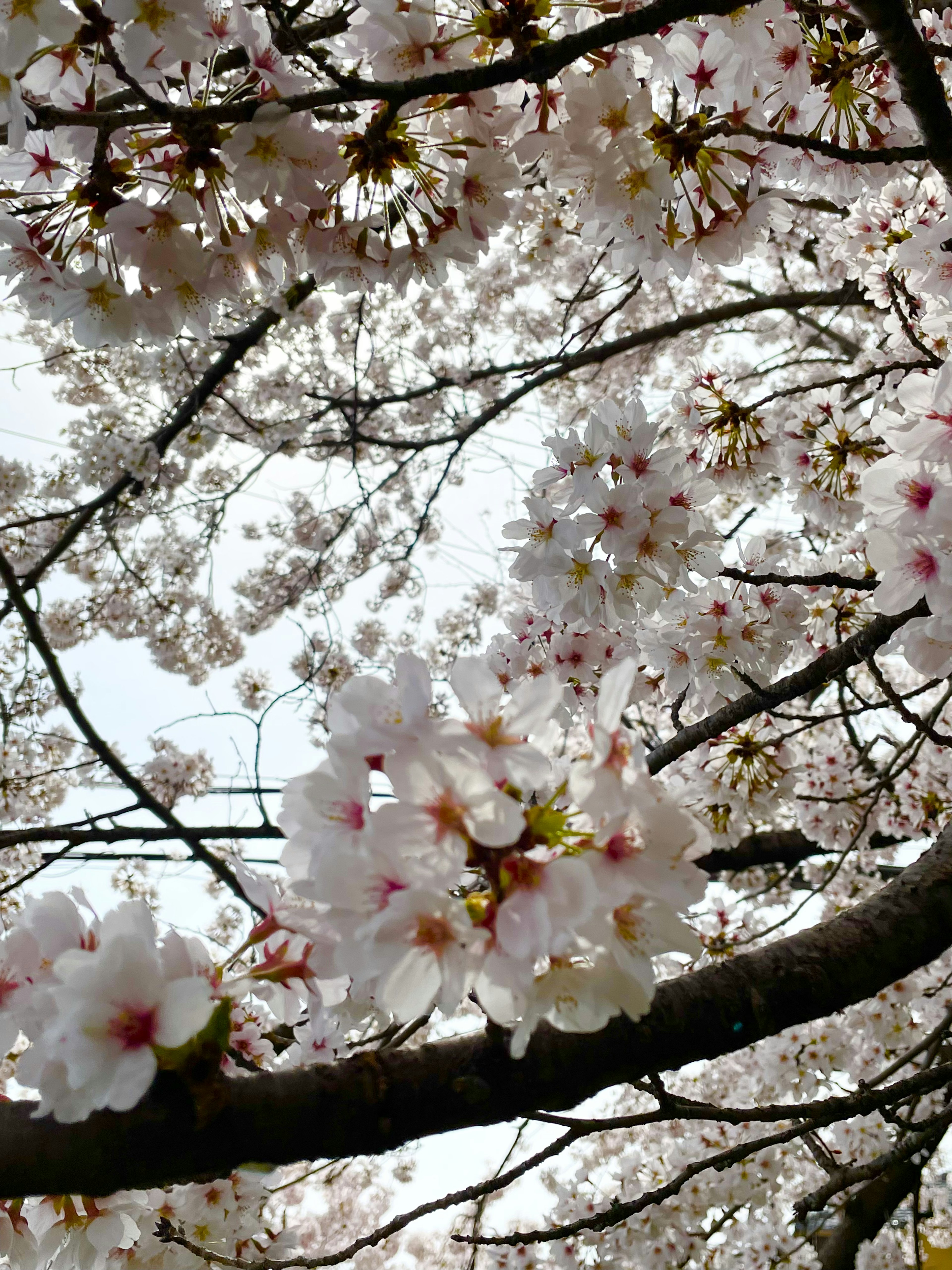 桜の花が咲いている木の枝の下からの視点