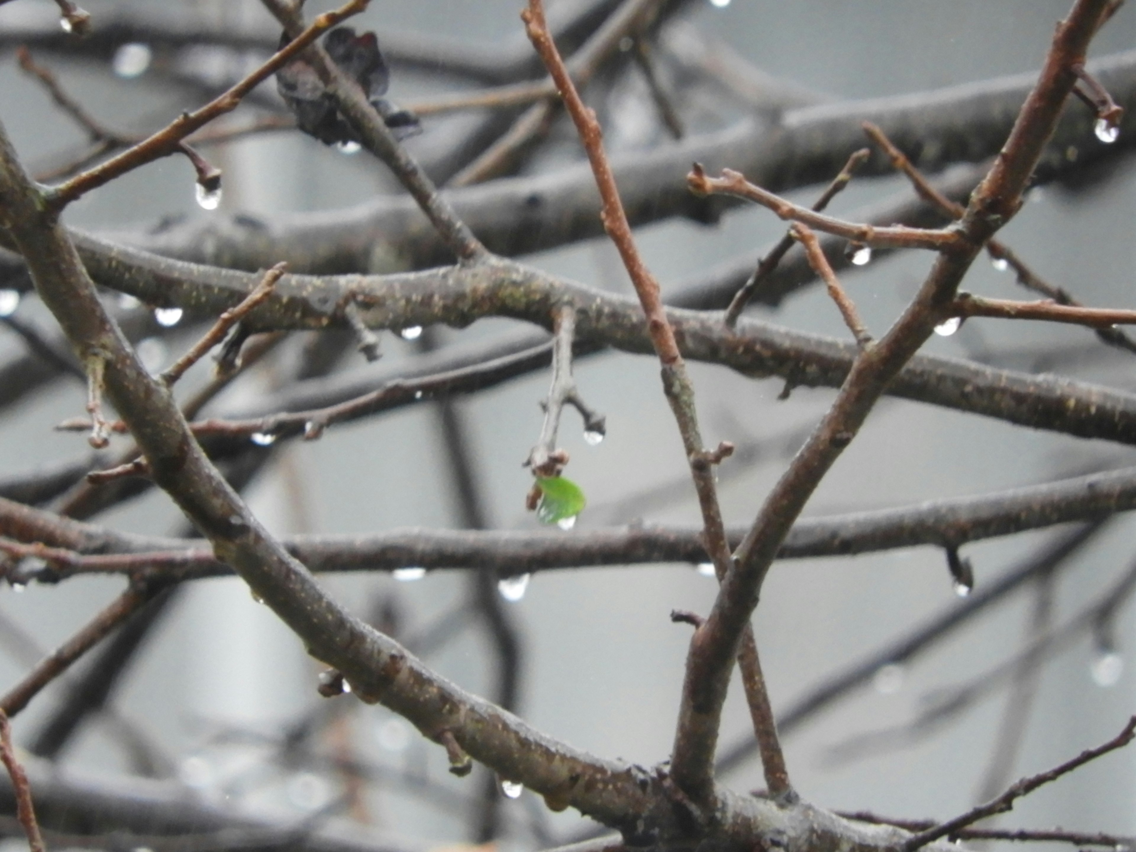 Thin branches with raindrops and a new green leaf