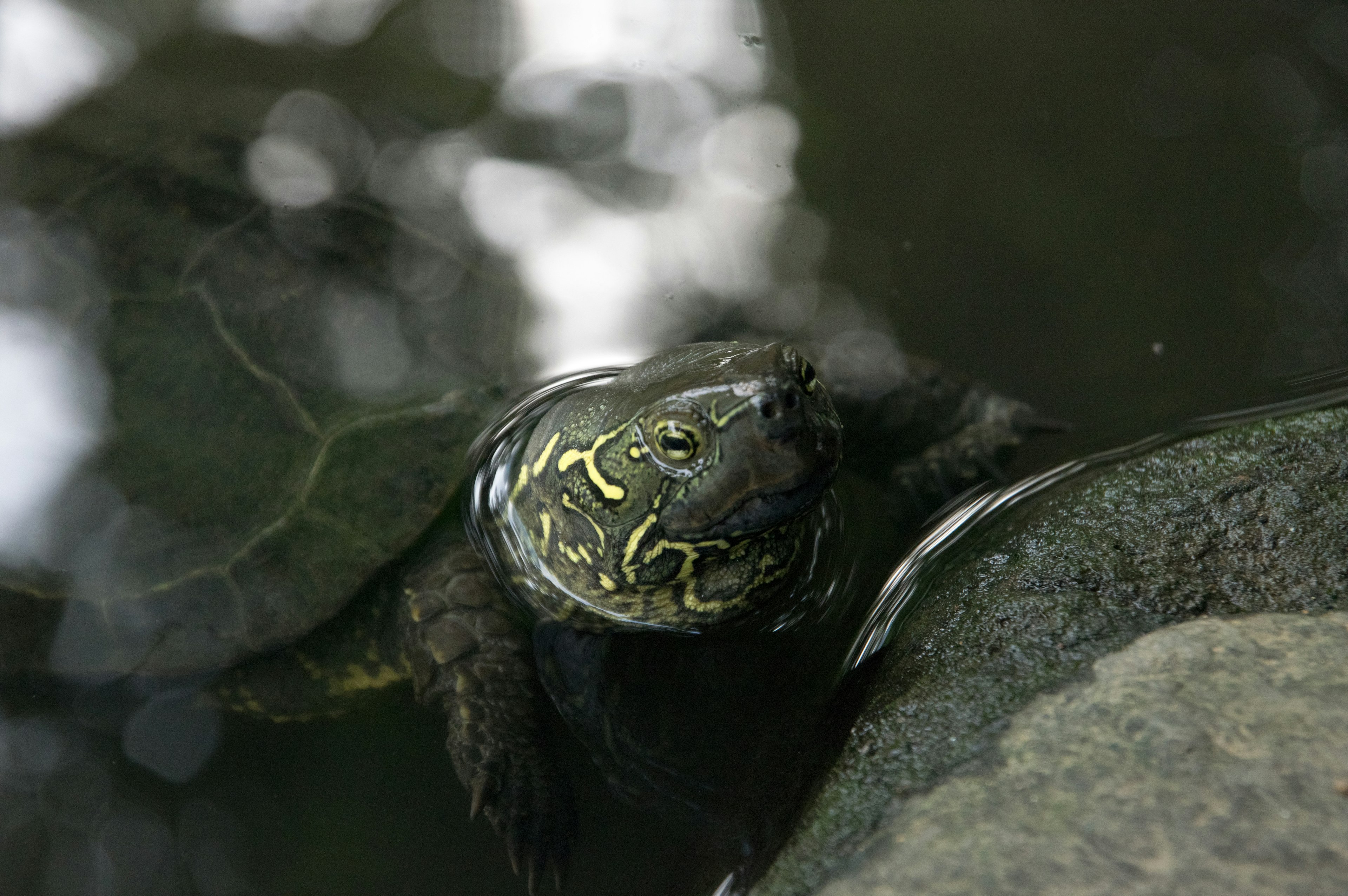 Close-up of a turtle in water with distinctive patterns on its shell