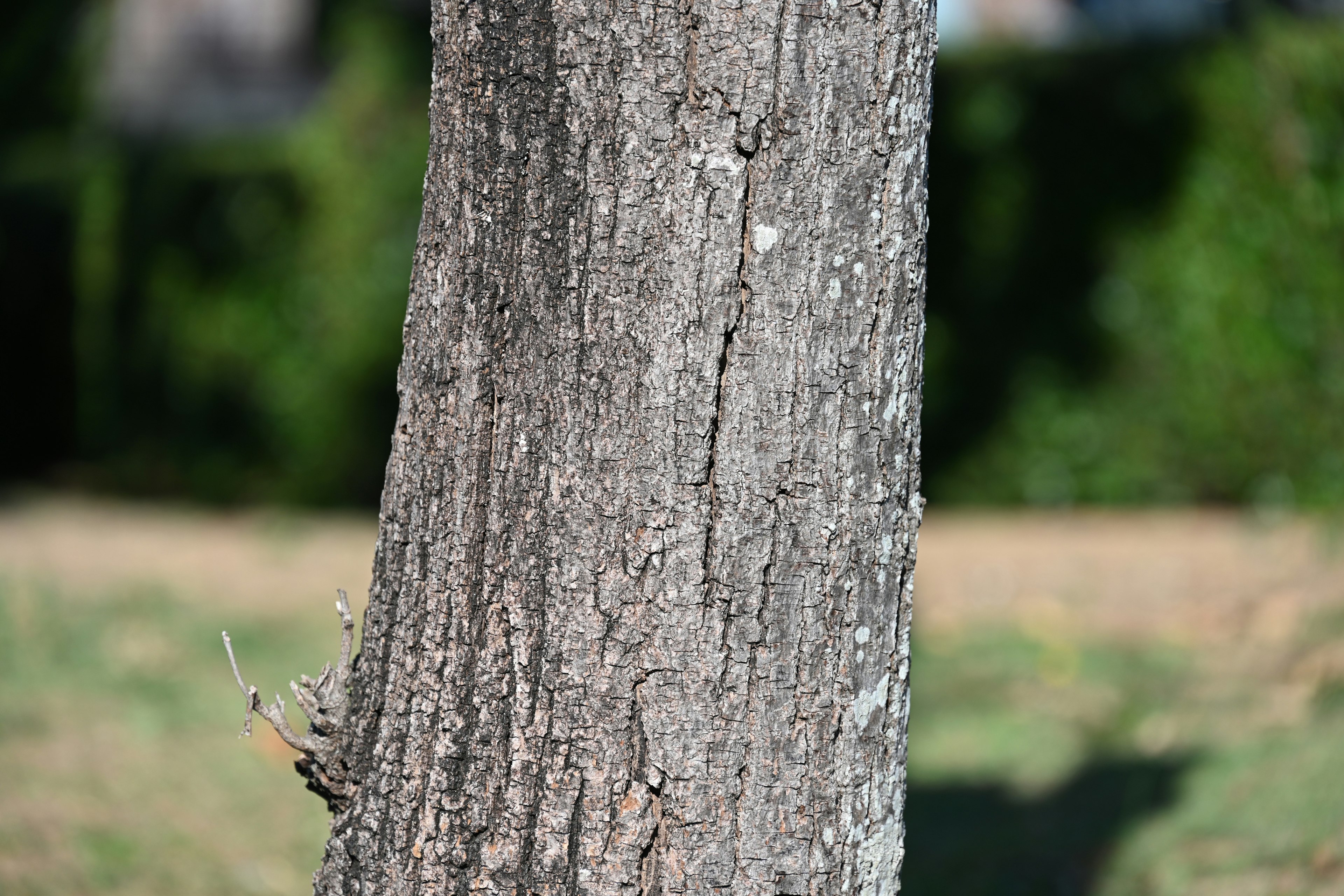 Texture e colore dettagliati di un tronco d'albero