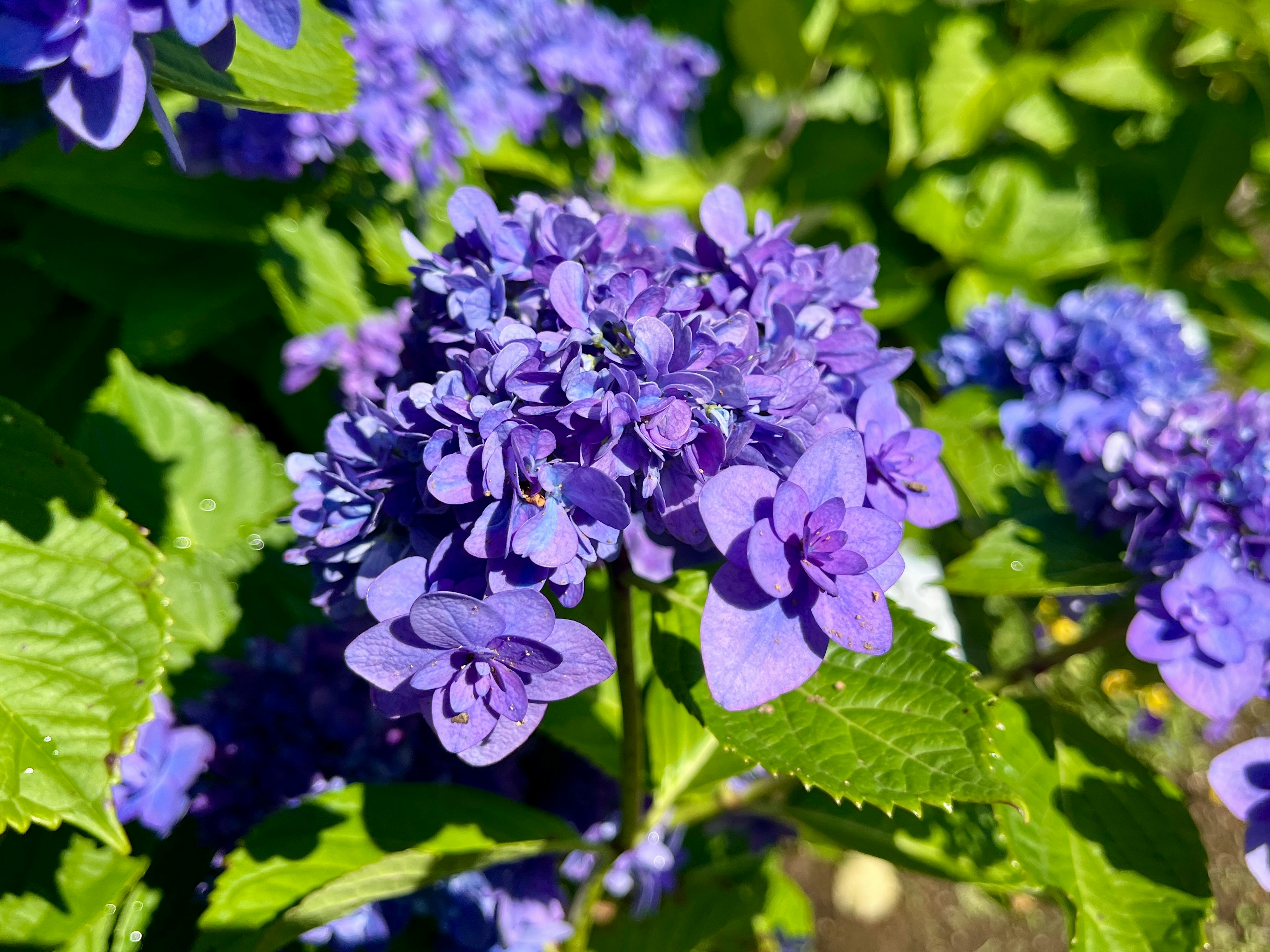 Close-up of purple flowers blooming surrounded by green leaves