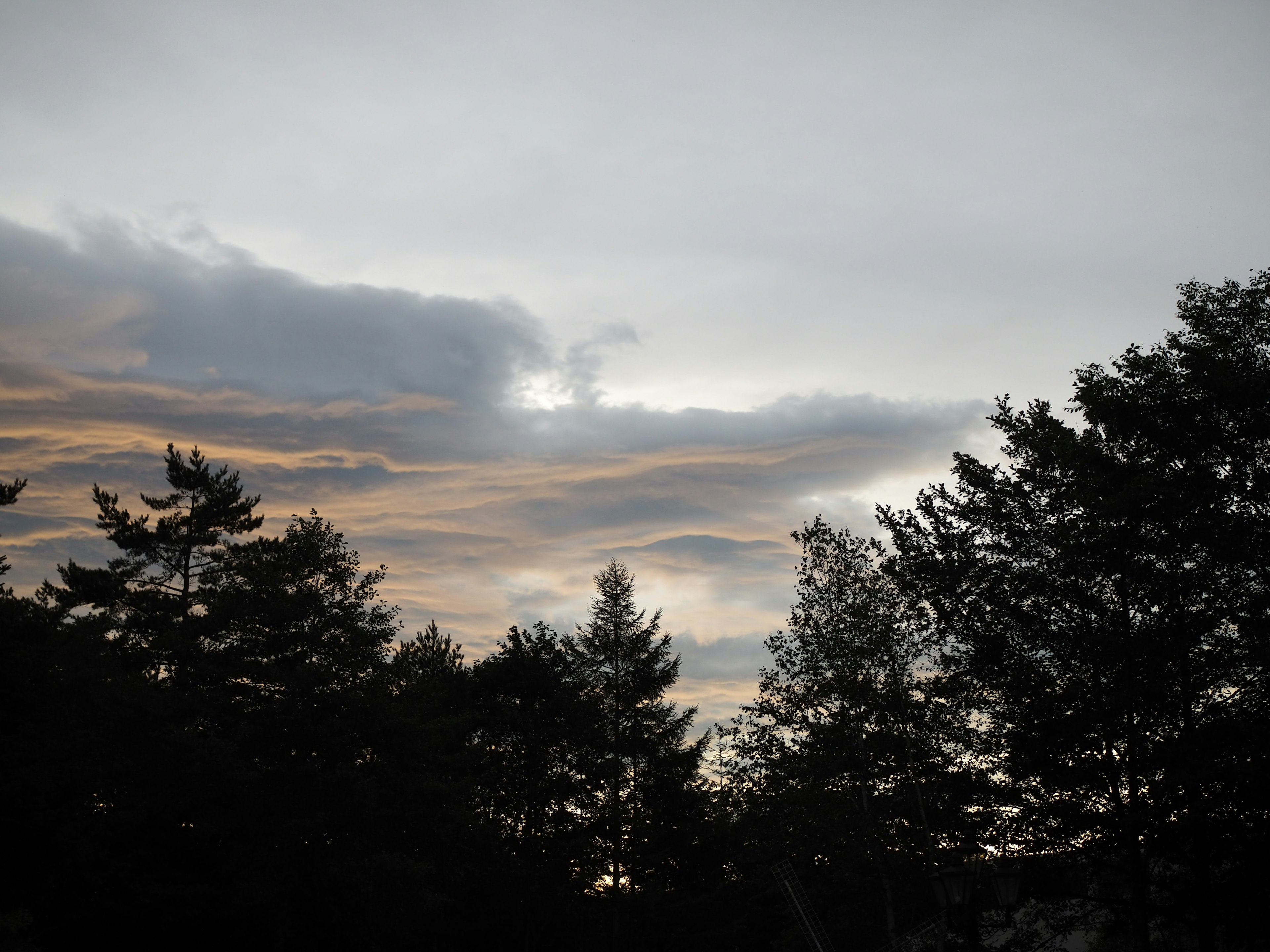 Silhouette von Bäumen vor einem Dämmerungshimmel mit Wolken