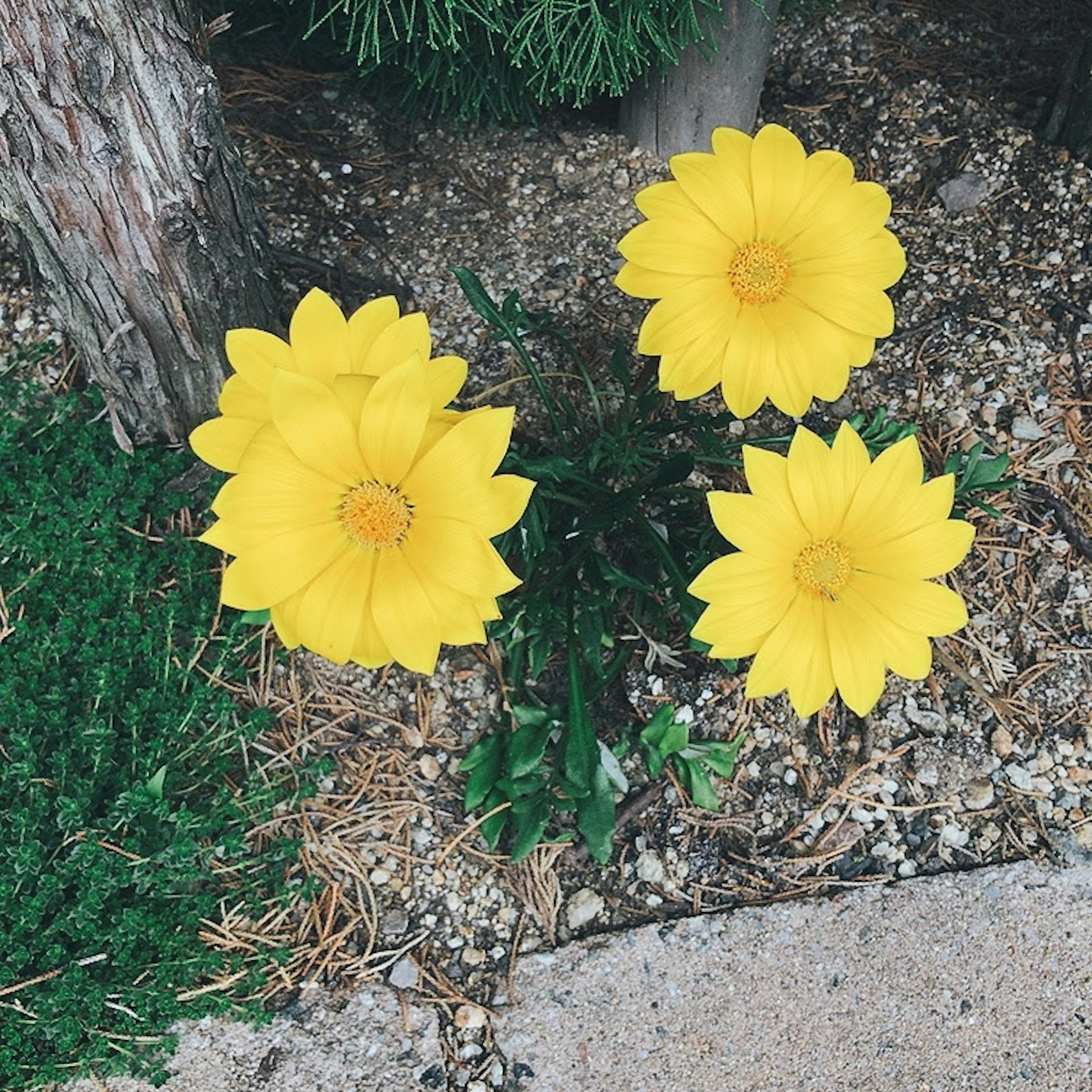 Un gruppo di fiori gialli brillanti che fioriscono in un giardino