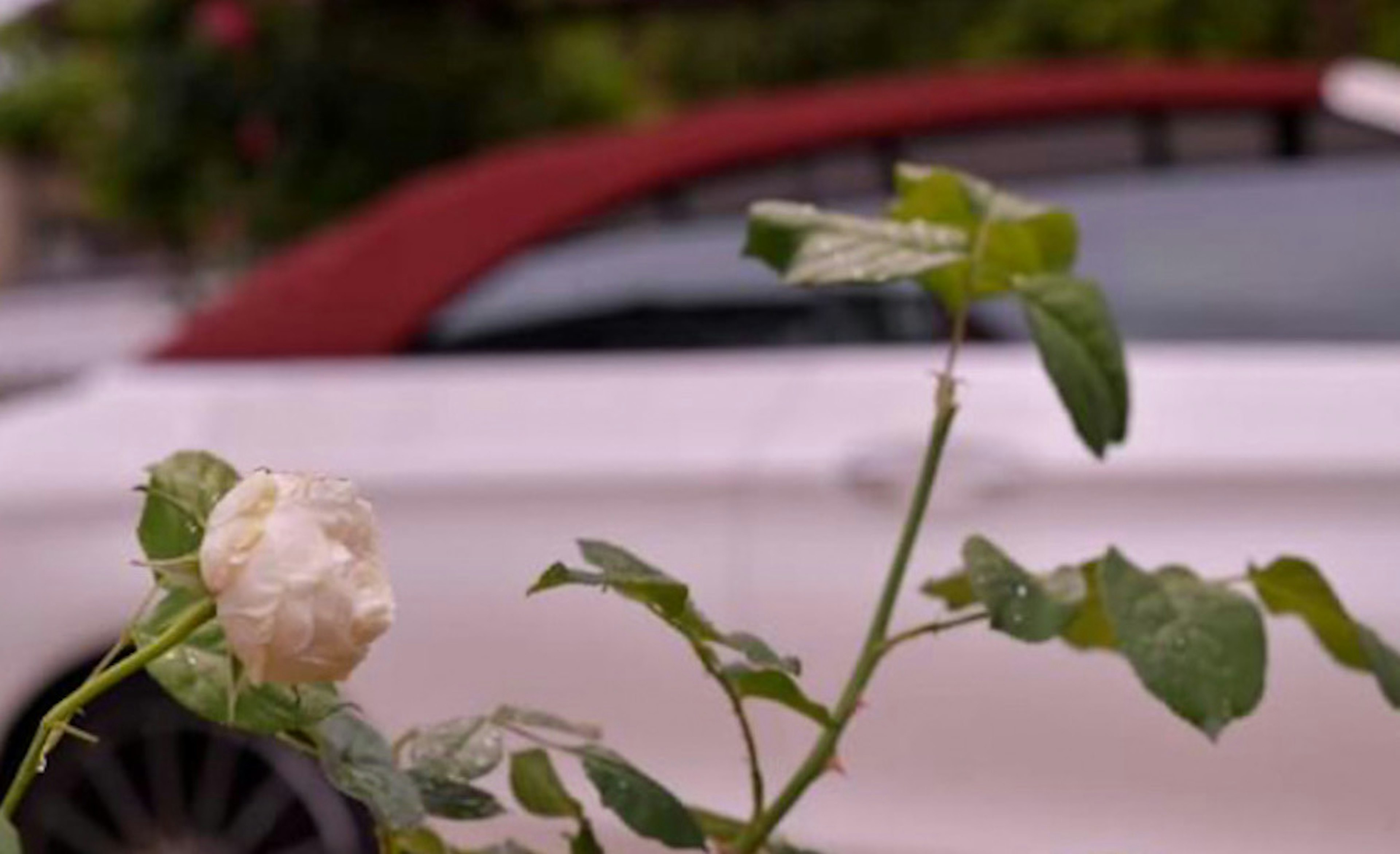 Una rosa bianca con un'auto a tetto rosso sullo sfondo