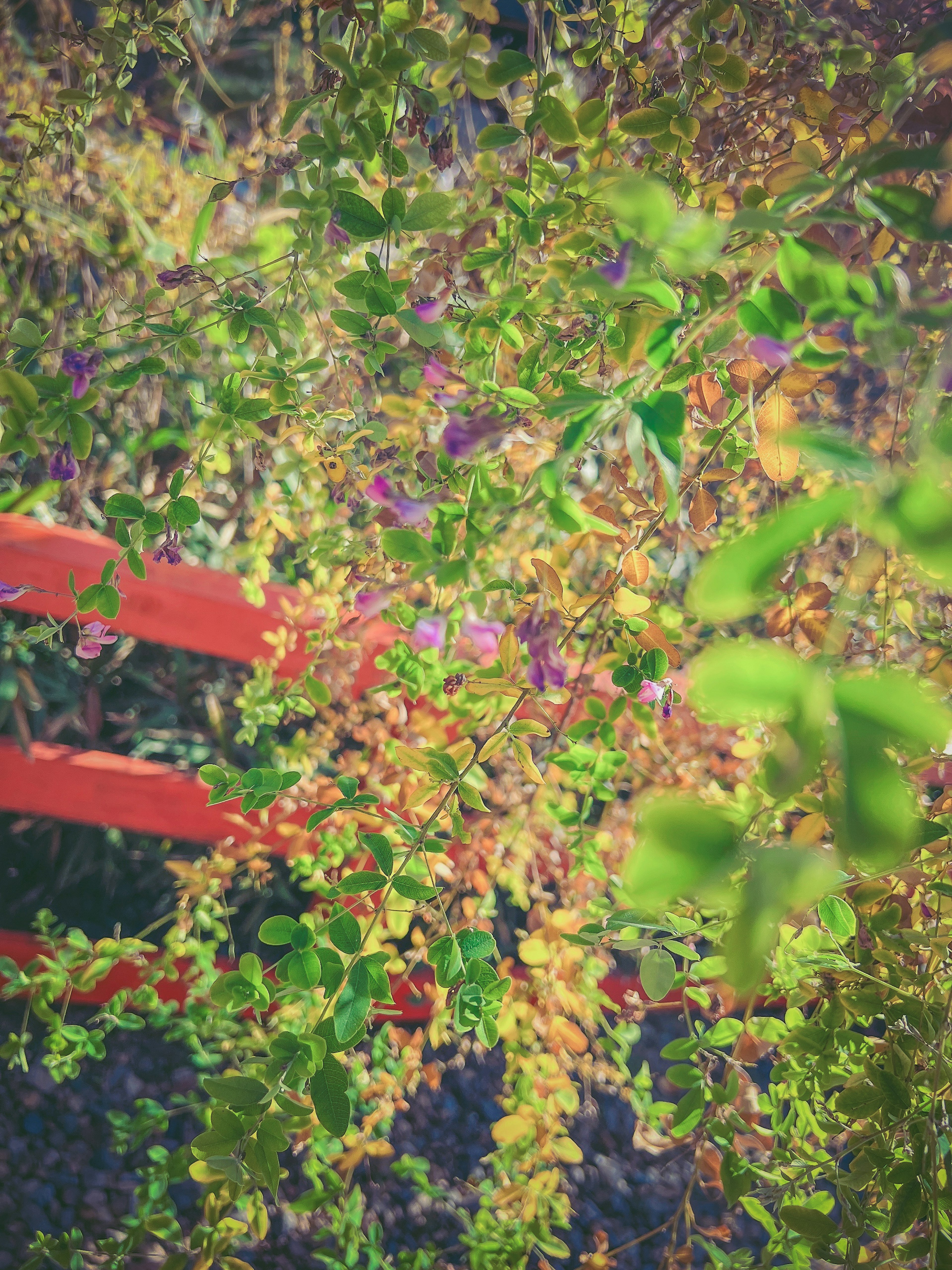 Lebendige Blätter und lila Blumen mit einem roten Zaun im Hintergrund