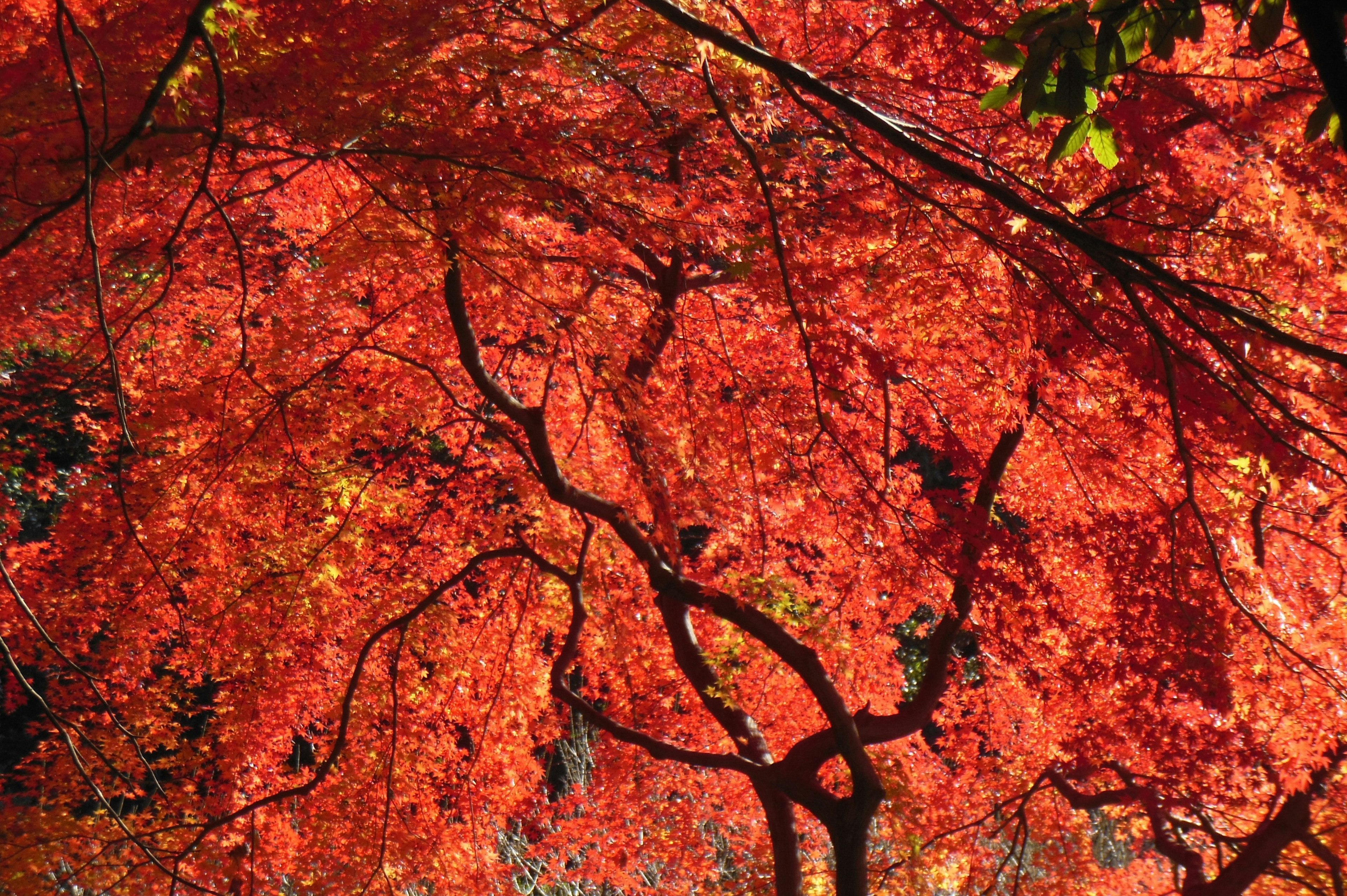 Schöne Herbstszene mit roten Blättern und Baumästen, die Schatten werfen