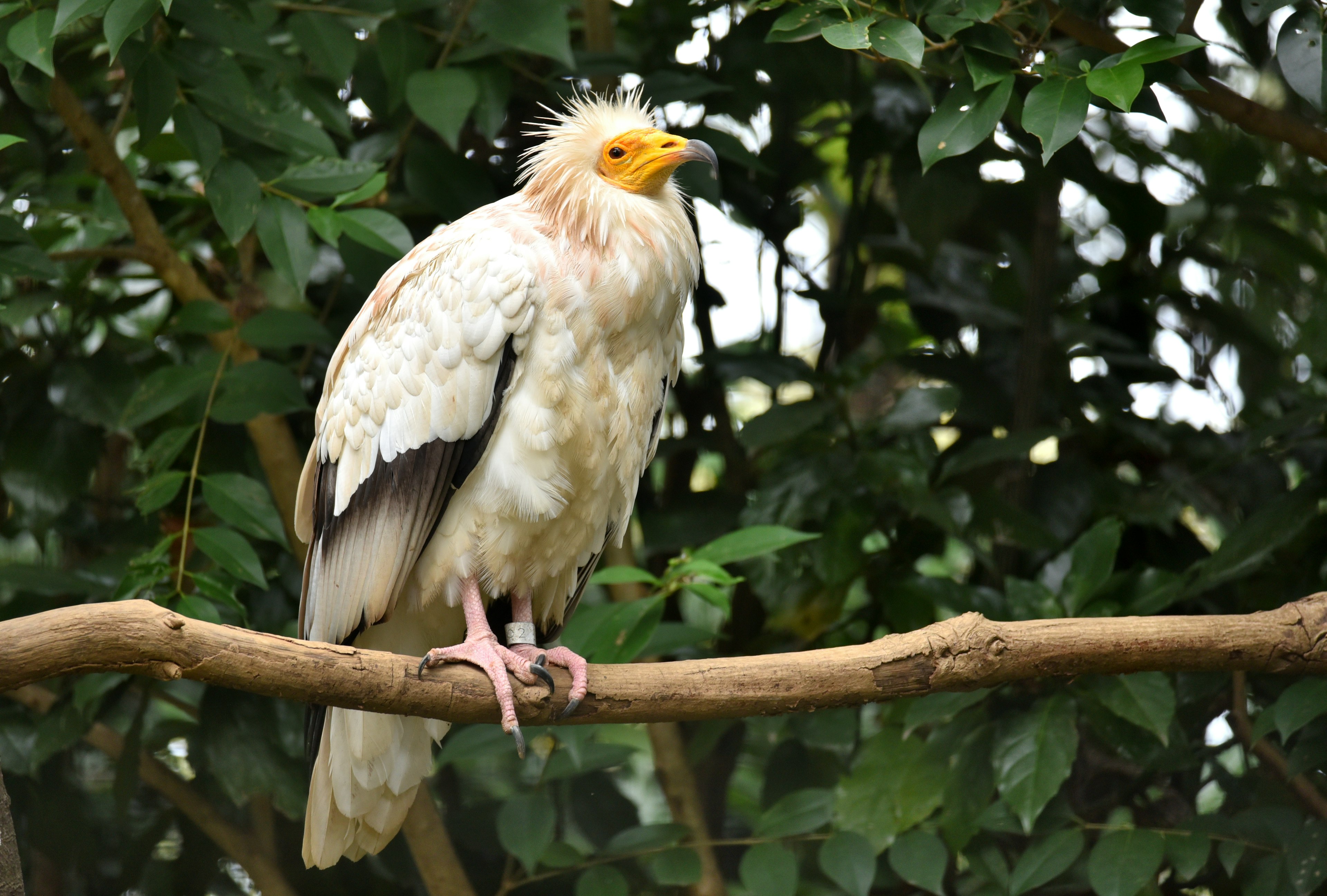 A white bird perched on a branch with a distinctive yellow beak and fluffy feathers