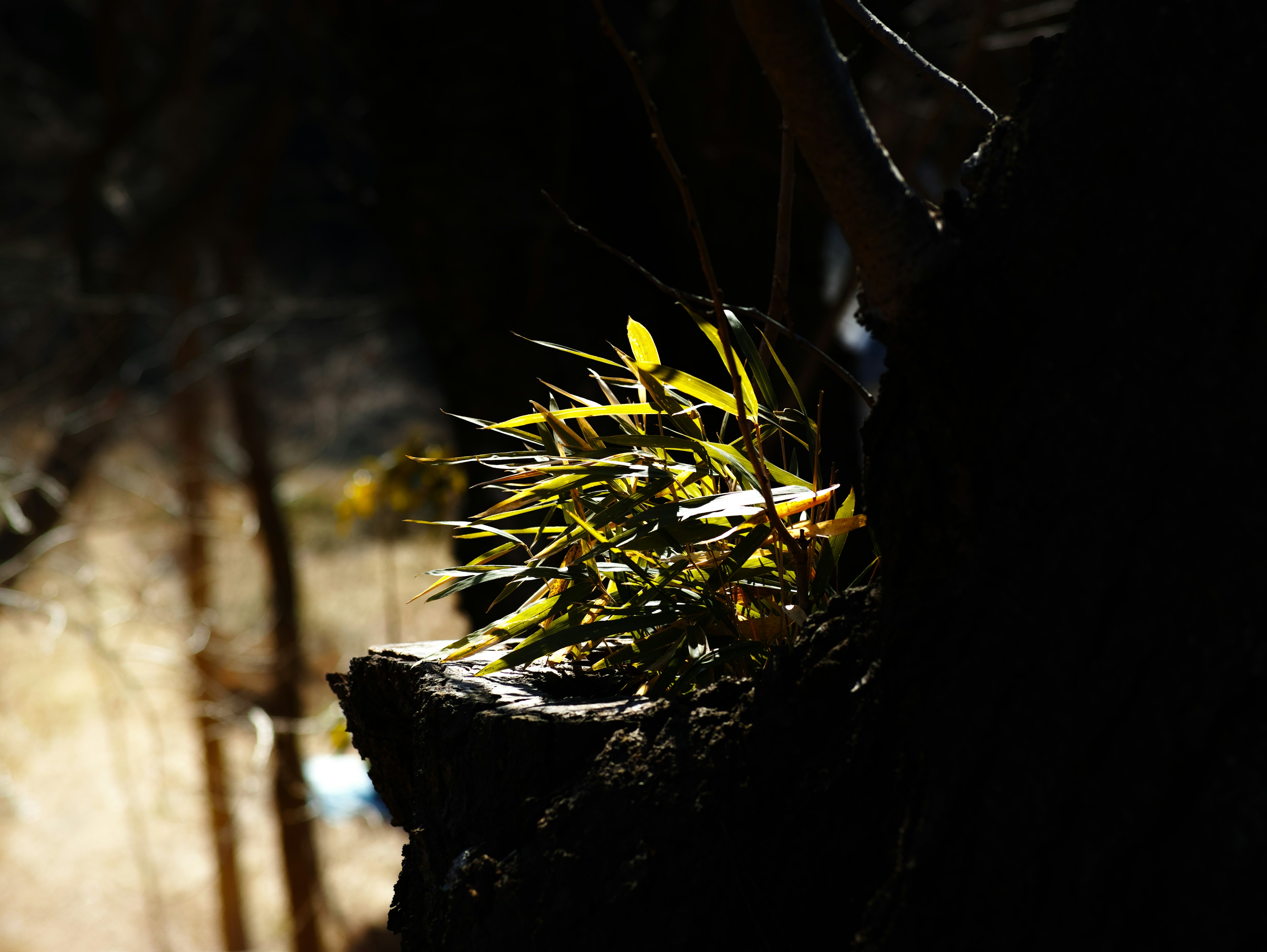 Contrast of green leaves and tree bark against a dark background