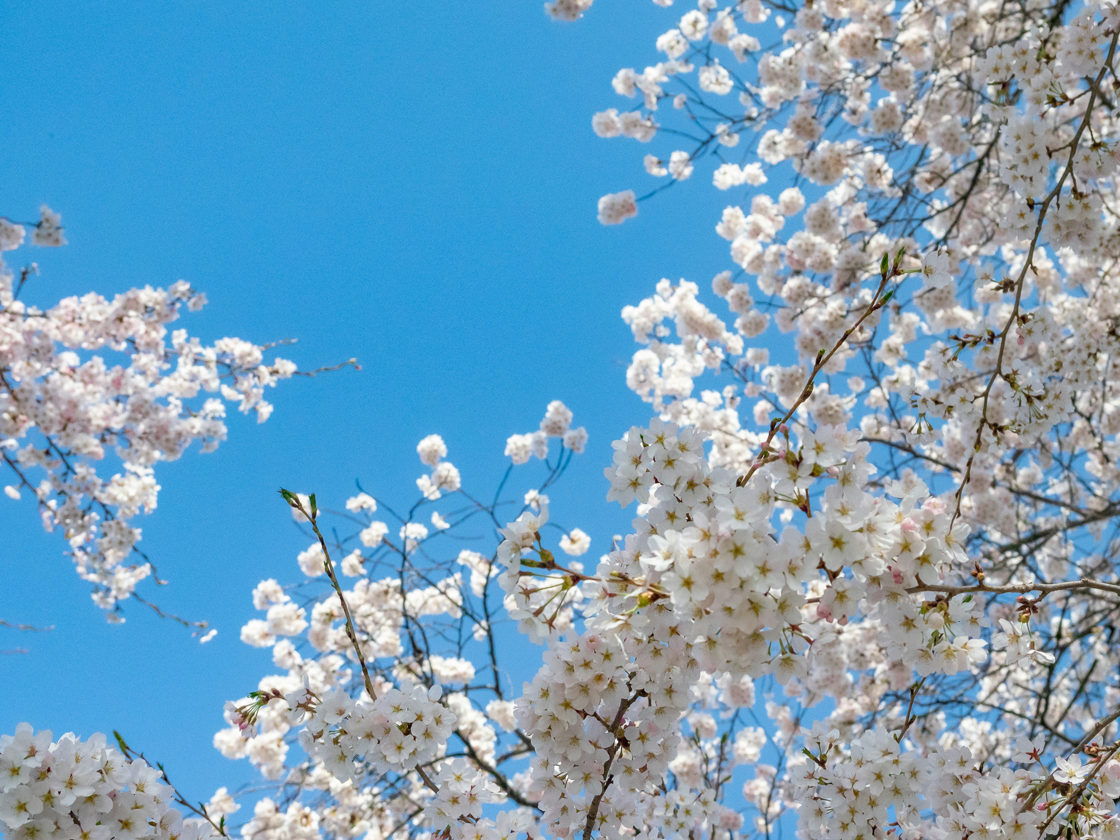 Kirschblüten in voller Blüte vor blauem Himmel