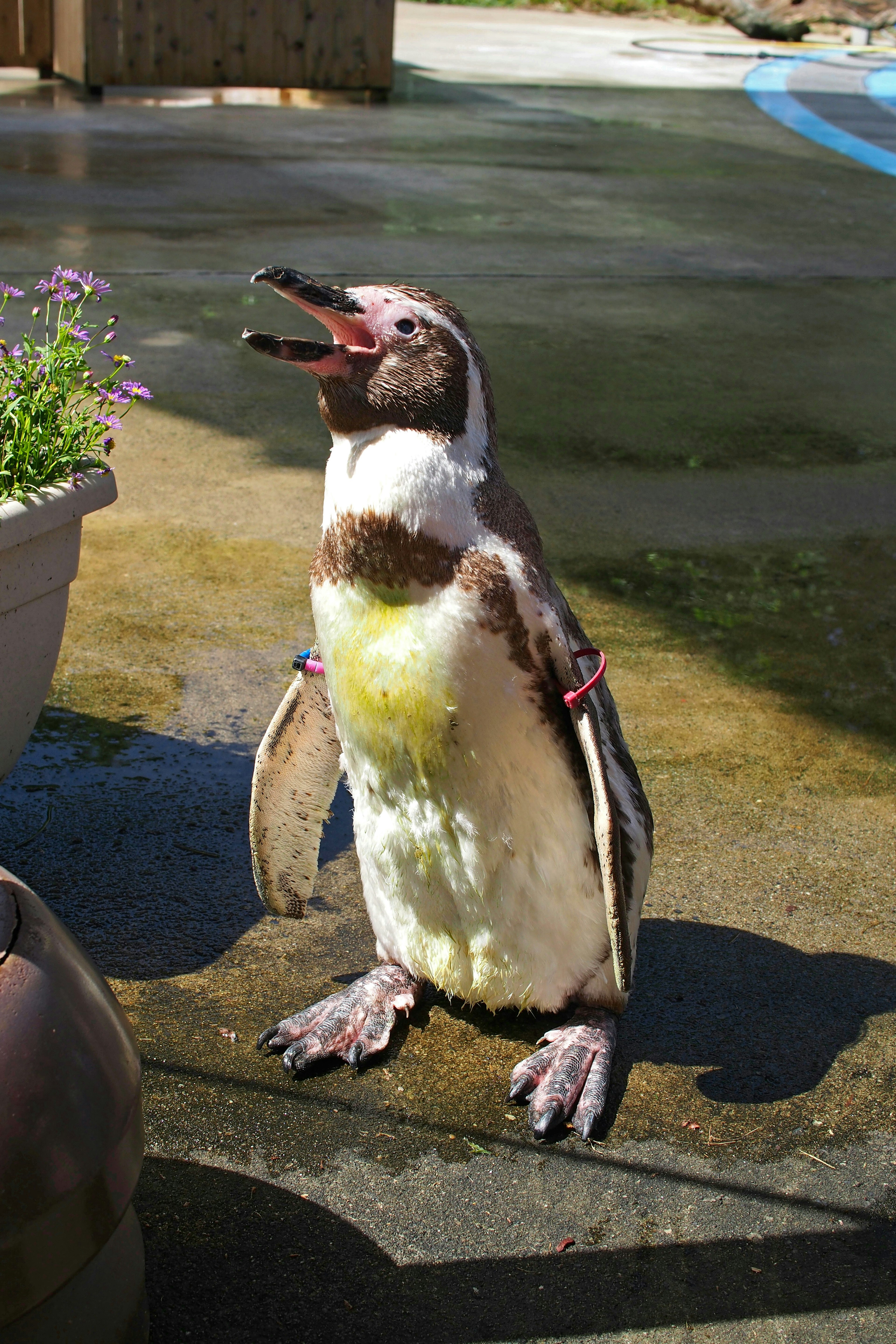 Ein Pinguin steht auf nasser Erde mit offenem Schnabel