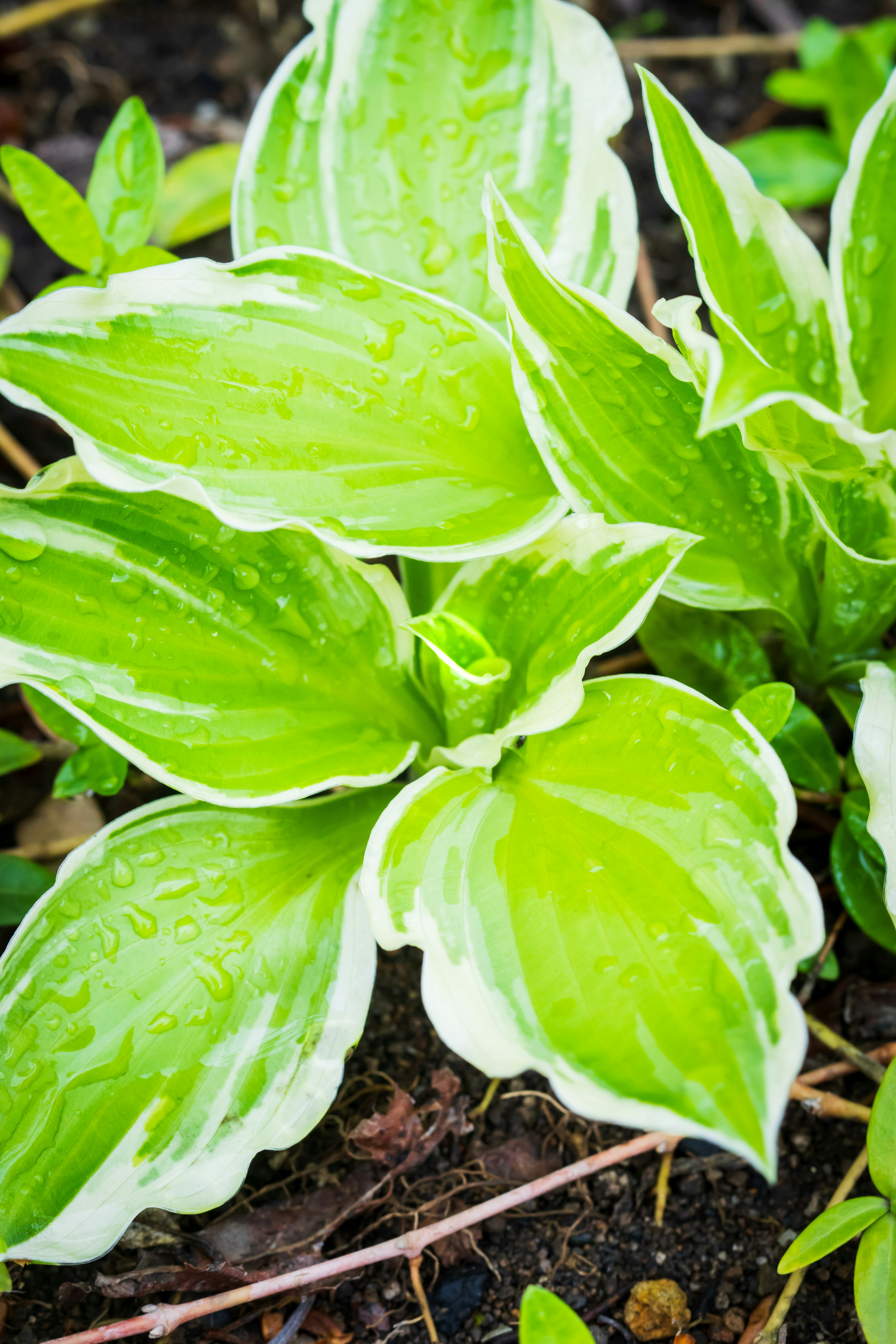 Foto en primer plano de una planta de hojas verdes y blancas