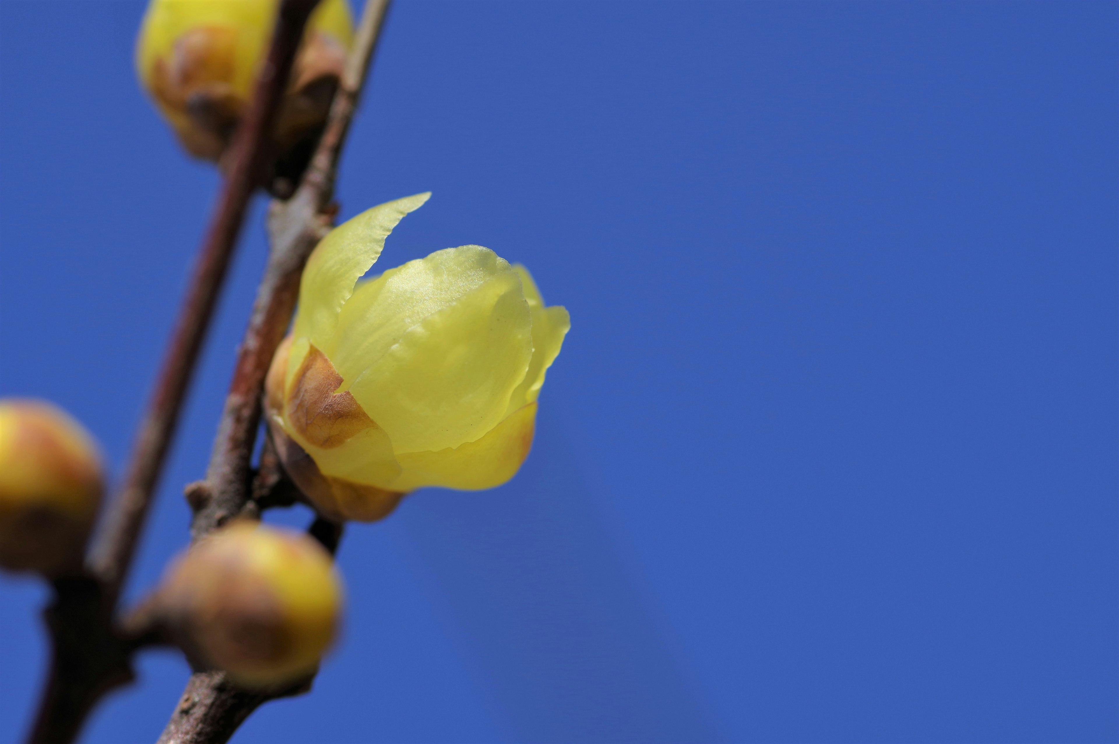 Gros plan d'une fleur jaune épanouie sur fond de ciel bleu