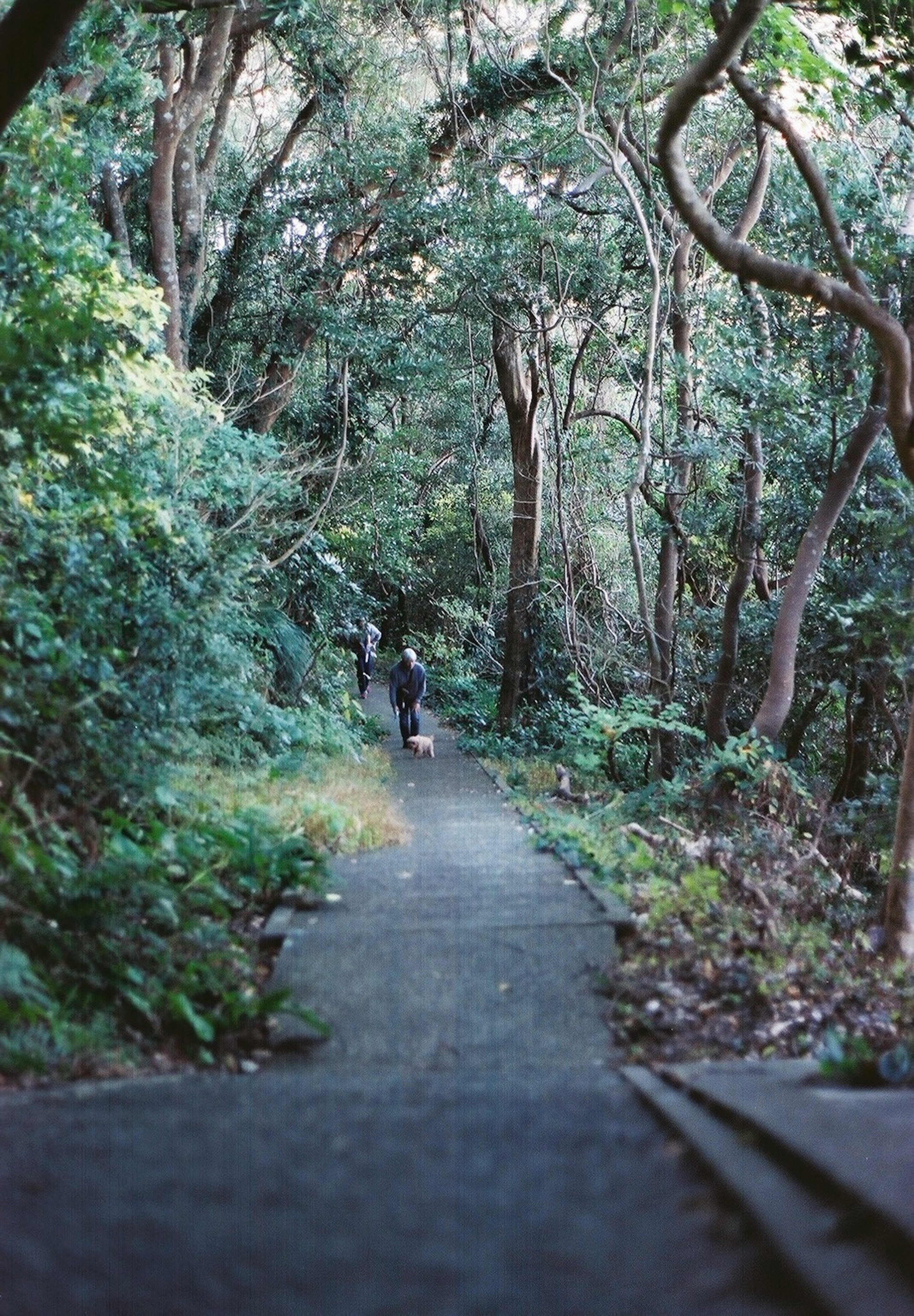 A person walking along a quiet path surrounded by lush green trees