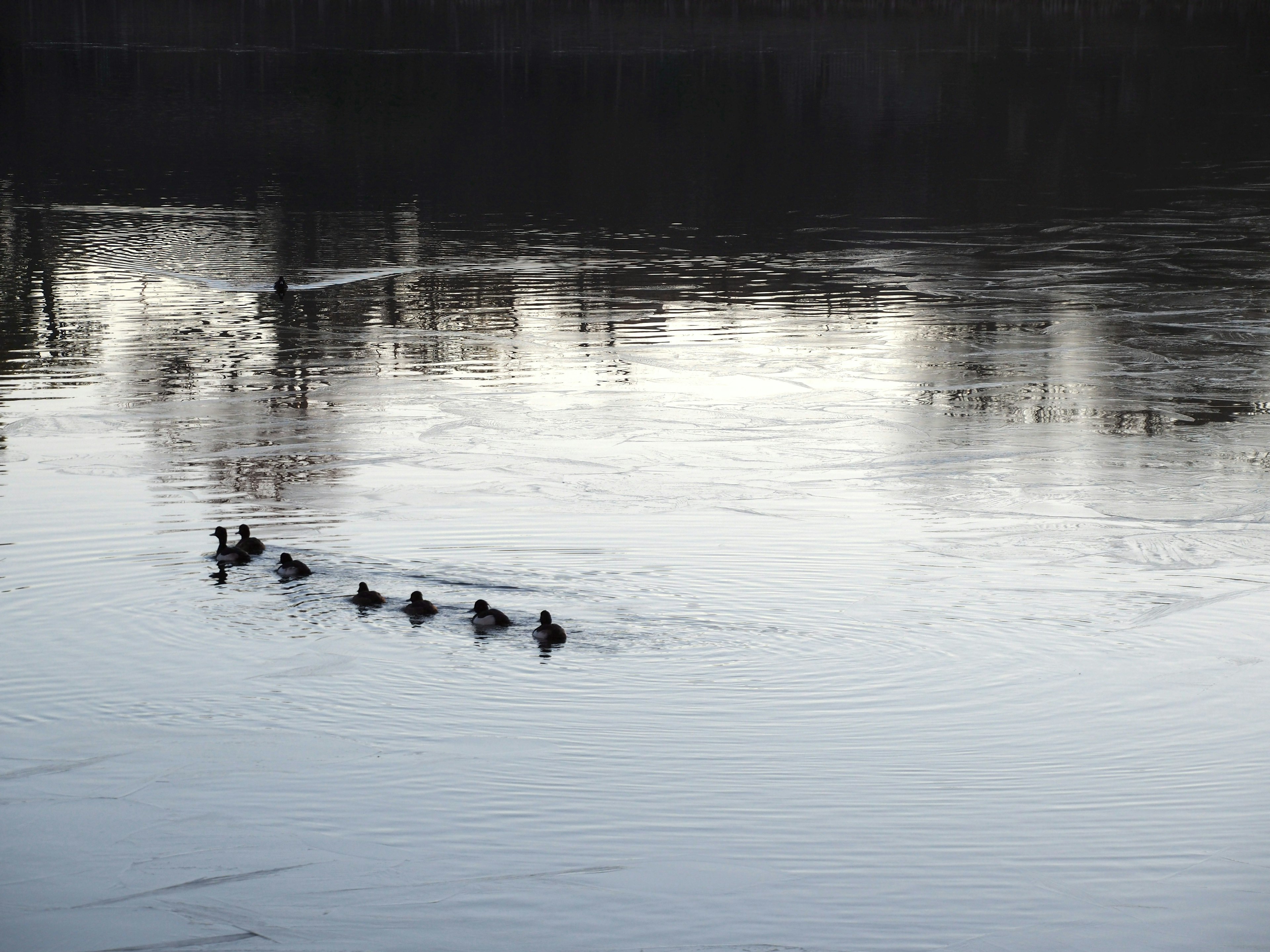 Un groupe de canards nageant sur une surface d'eau calme avec des reflets de l'environnement