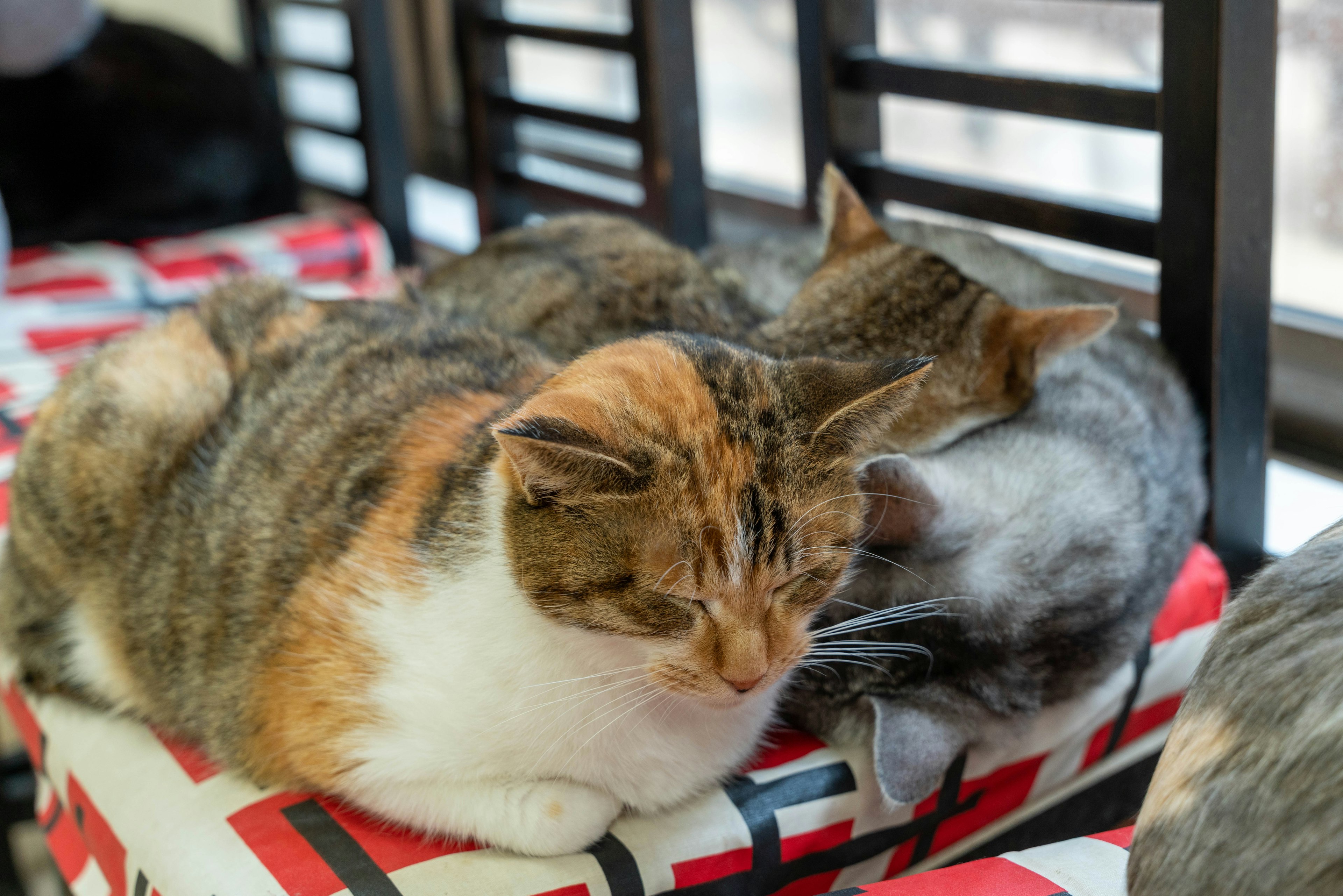 Cats cuddling together on a chair