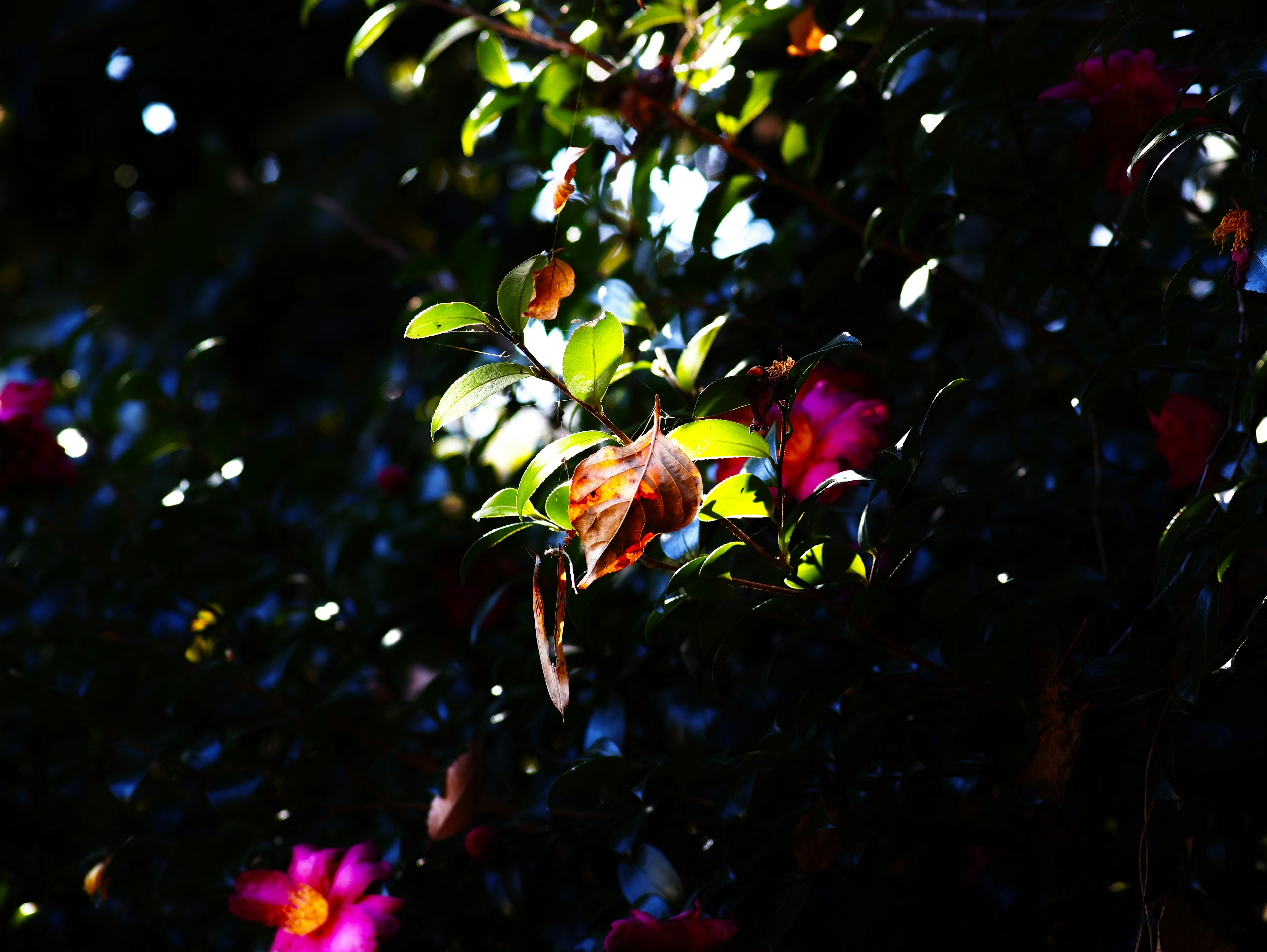 Une scène naturelle avec des feuilles vertes vibrantes et des fleurs roses sur fond sombre