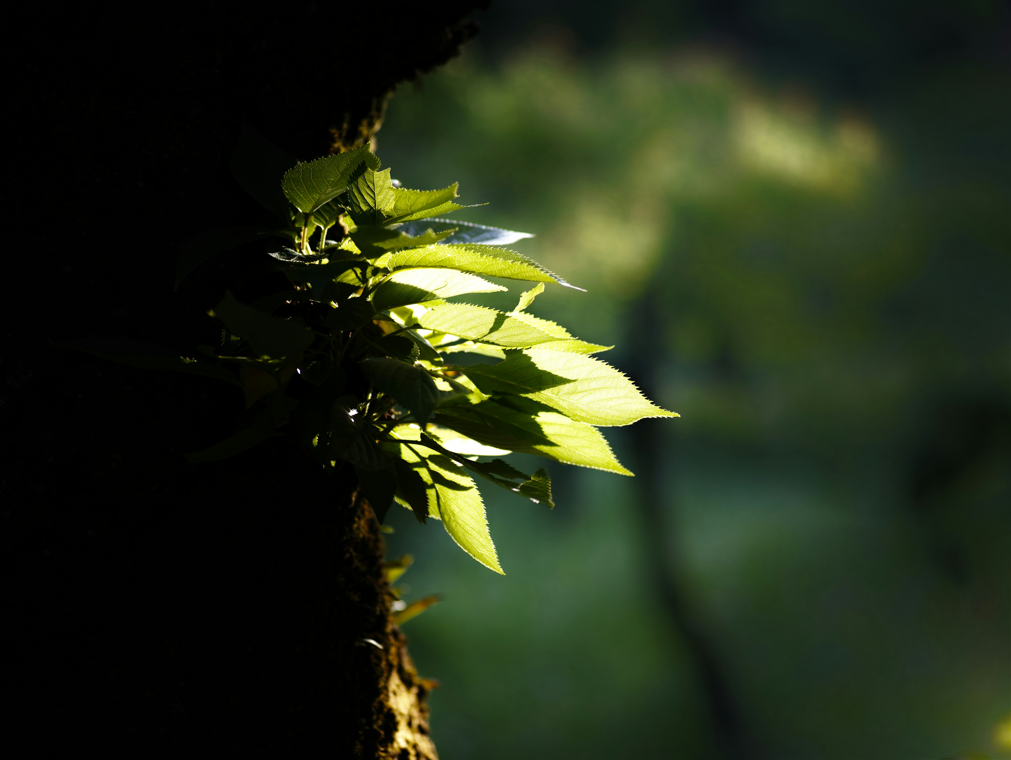 木の幹から伸びる新緑の葉