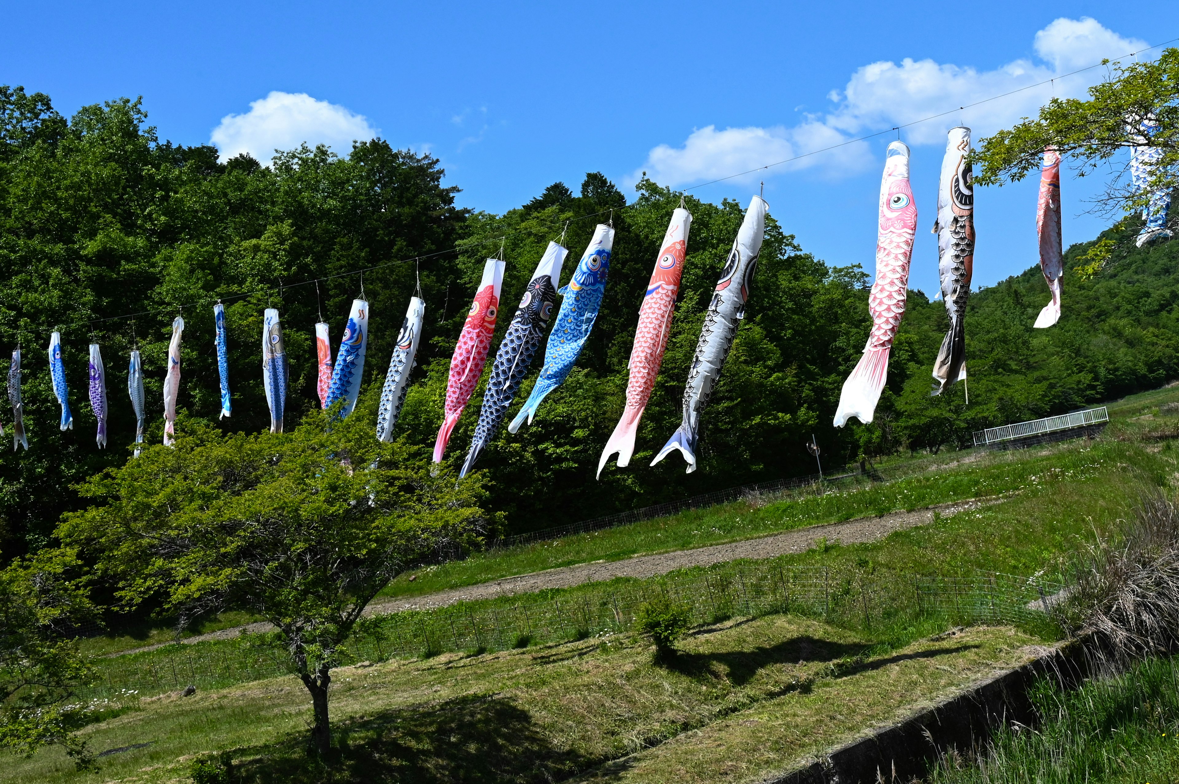 Koinobori terbang di bawah langit biru dengan latar belakang pepohonan