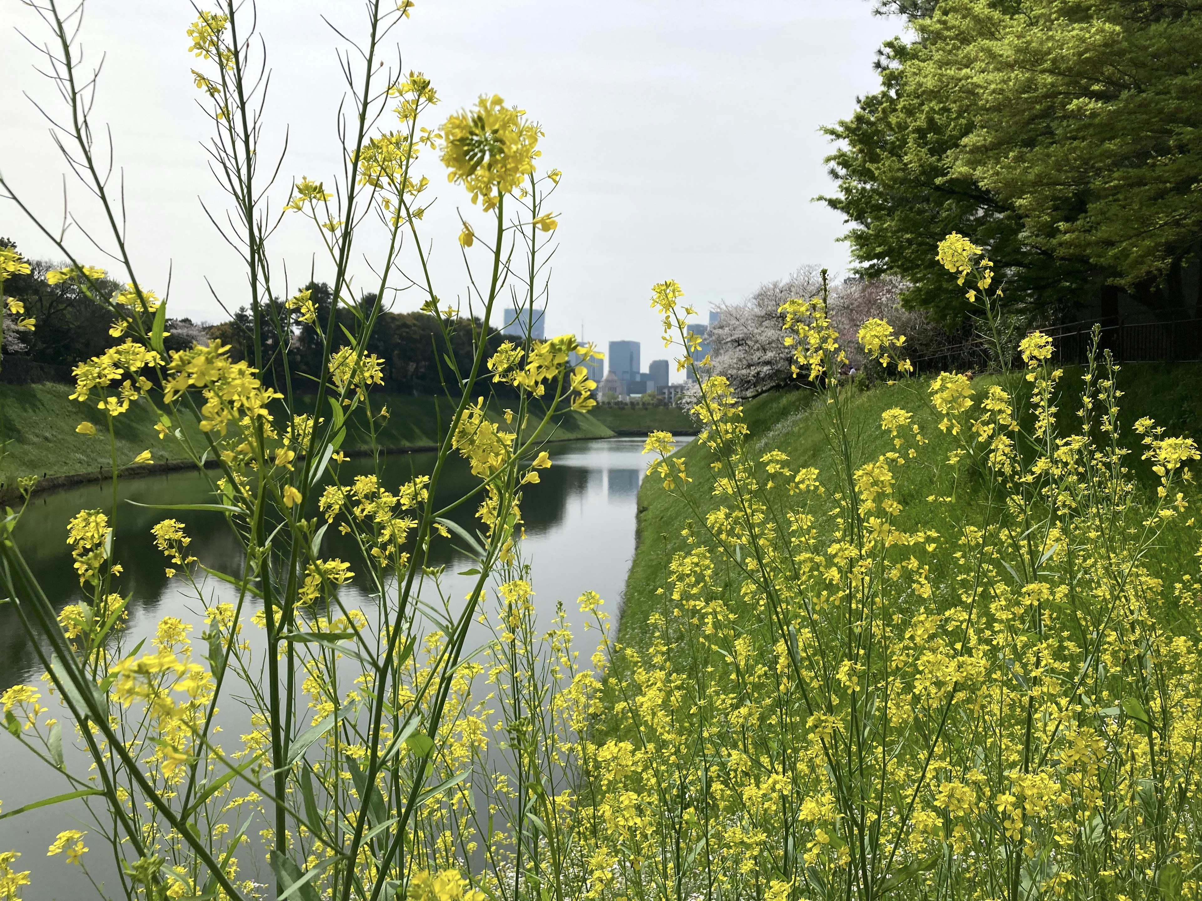 Vista di un fiume con fiori gialli in fiore e skyline cittadino sullo sfondo