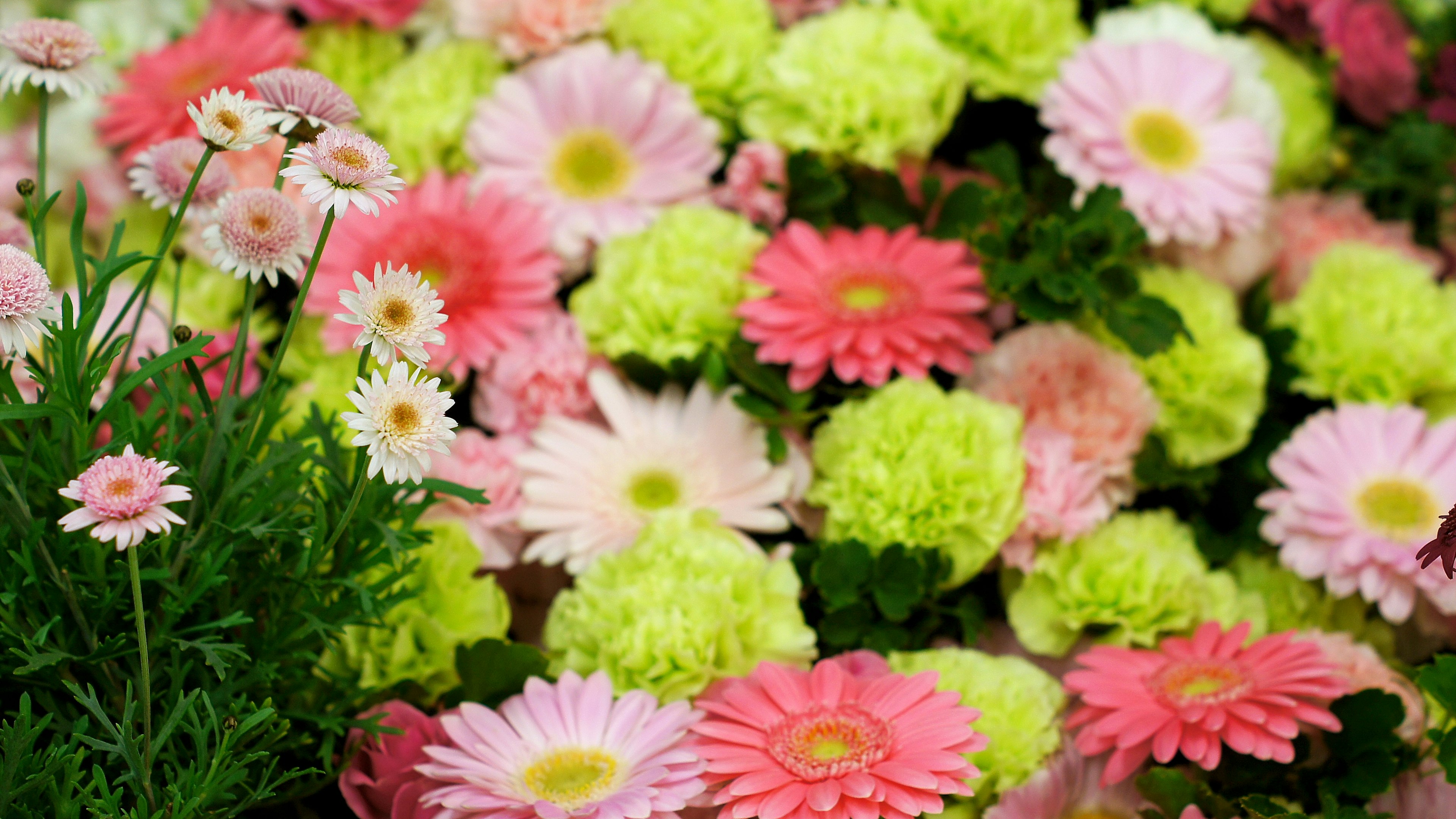 A vibrant display of pink and green flowers in a garden