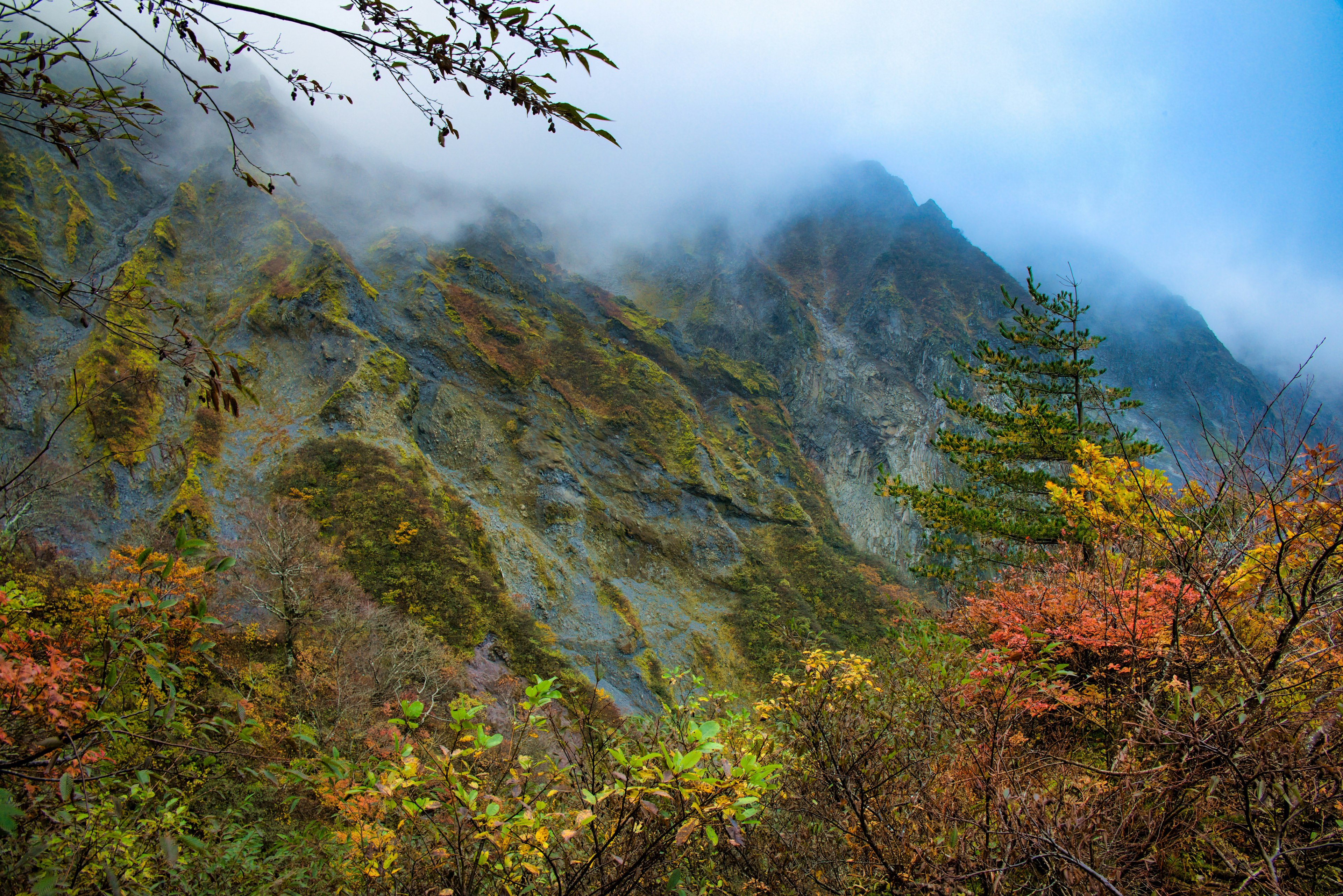 霧氣籠罩的山脈與秋季樹葉的風景