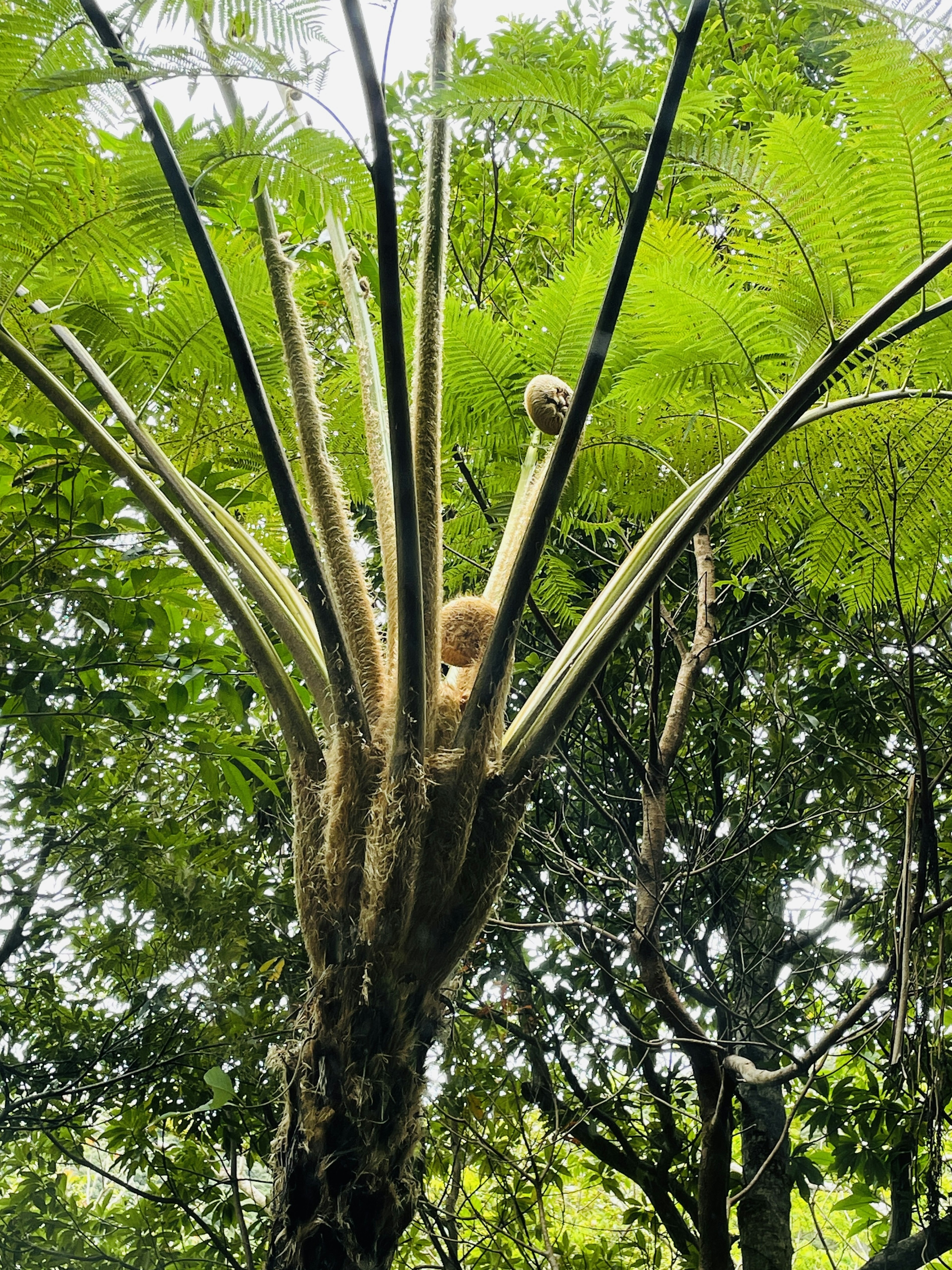 Tanaman tinggi mirip pakis pohon dengan daun hijau besar di hutan rimbun