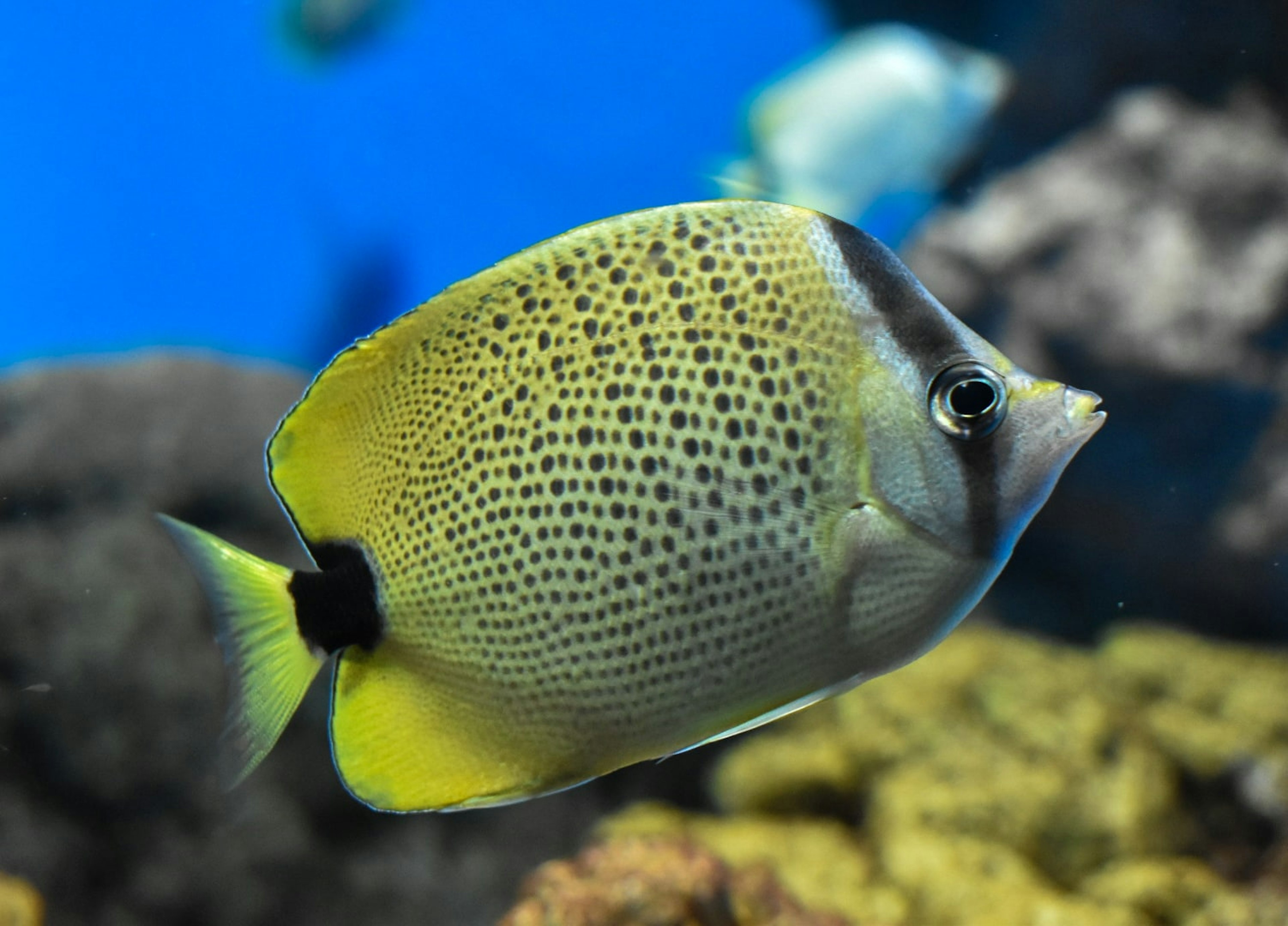 水族馆中游动的彩色鱼的特写，具有黄色和黑色的斑点图案