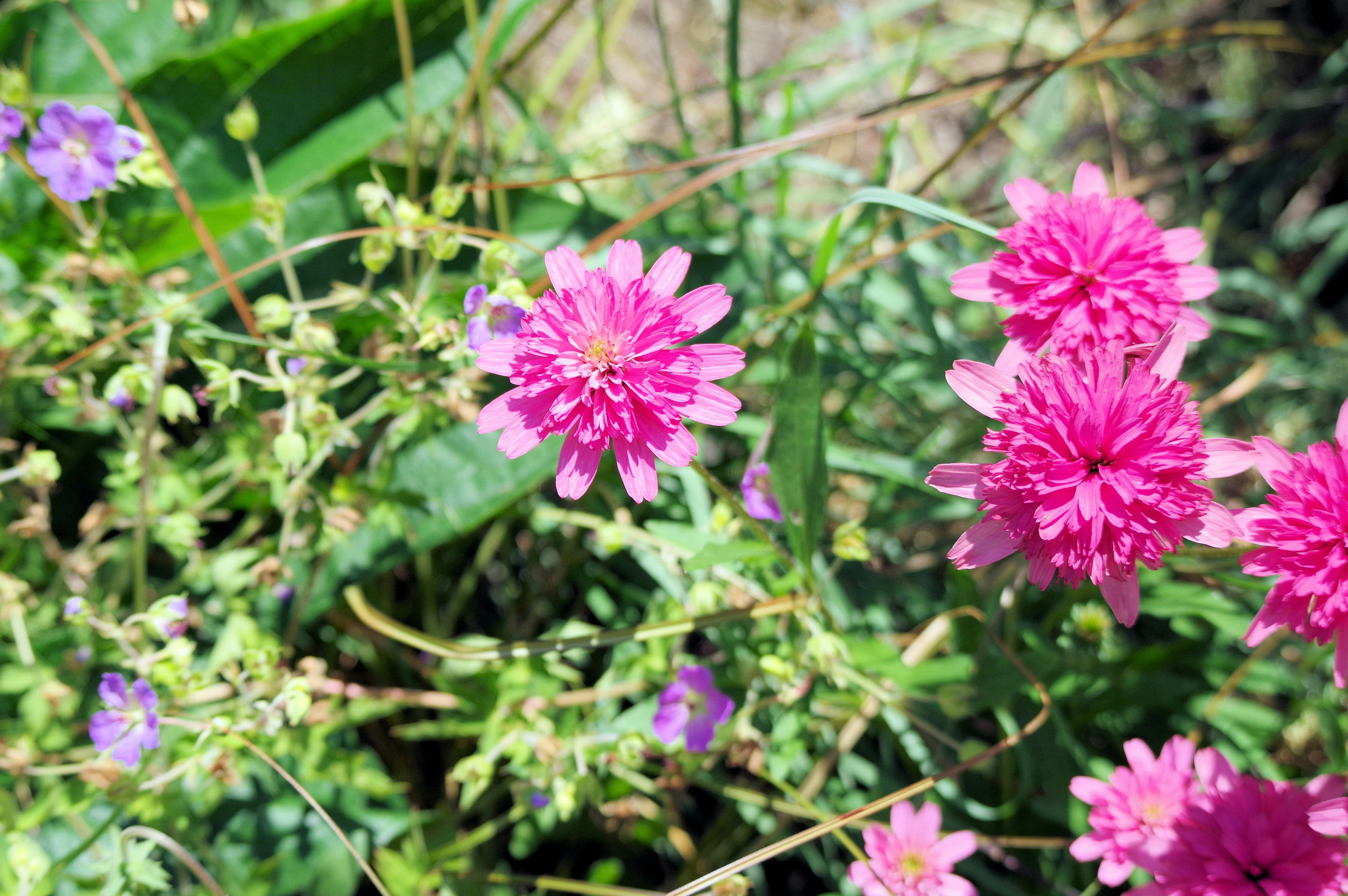 Vibrant pink flowers surrounded by green foliage in a natural setting