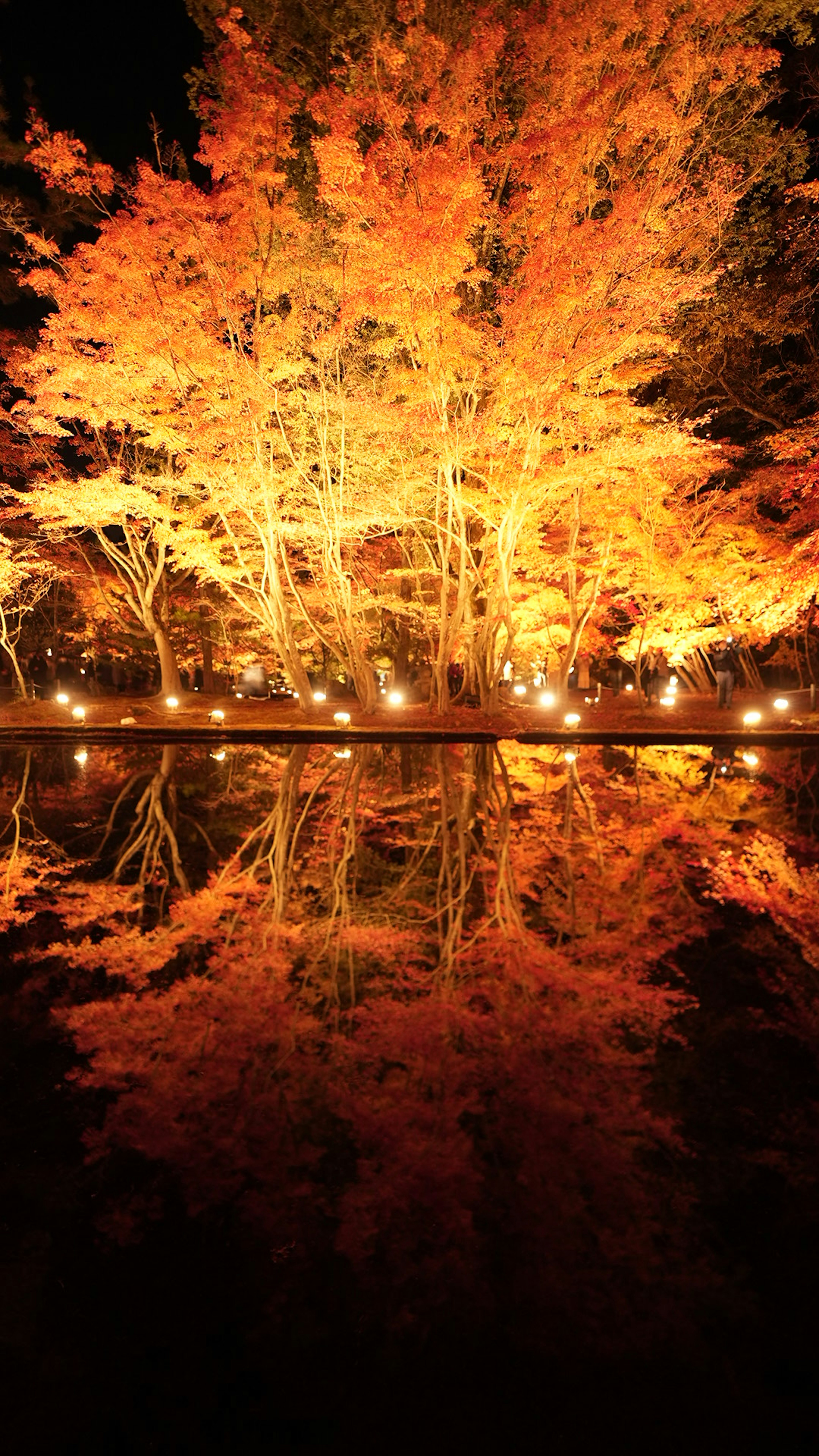 Albero autunnale arancione illuminato riflesso nell'acqua scura