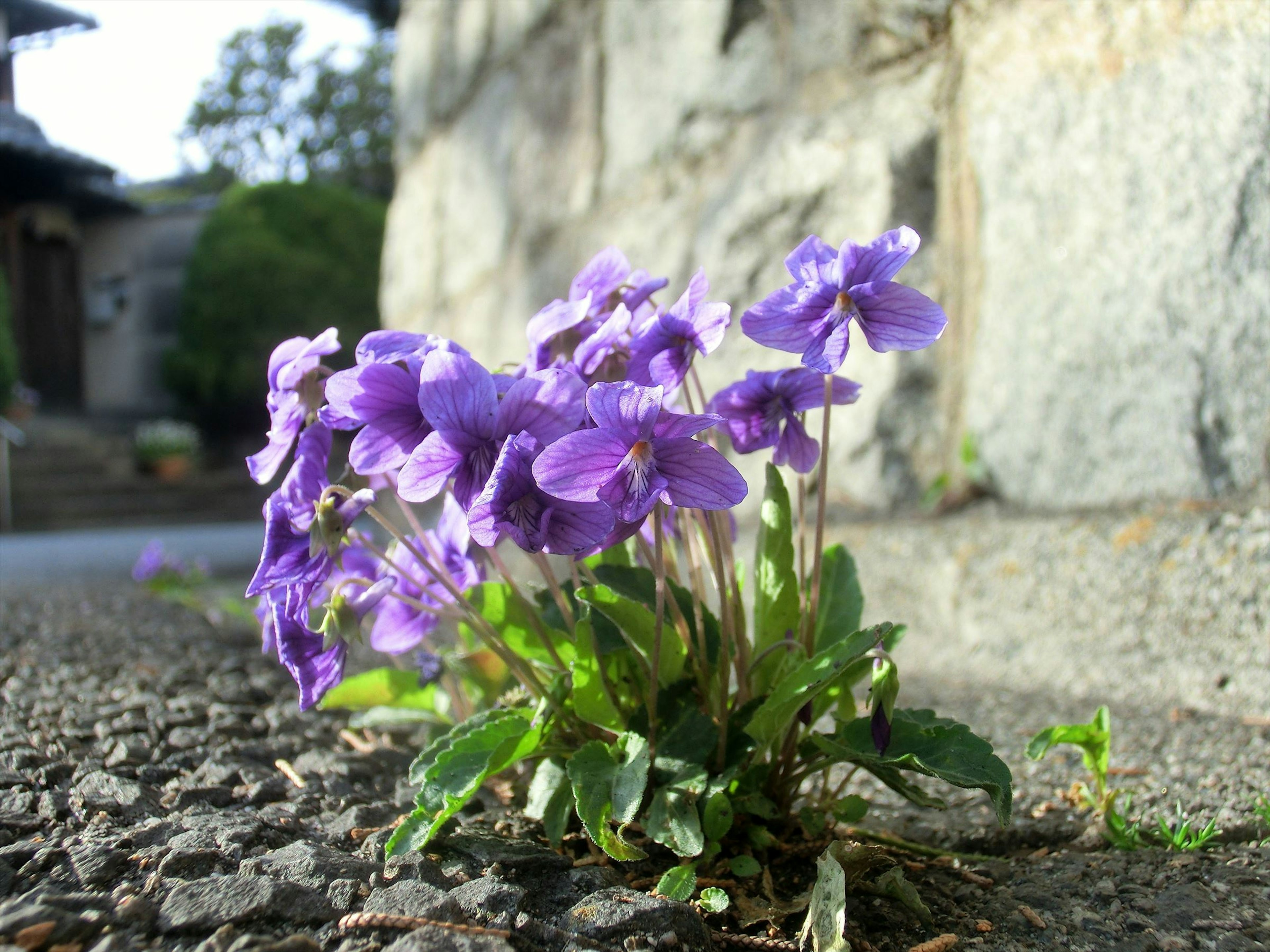 Lila Blumen wachsen neben einer Steinmauer