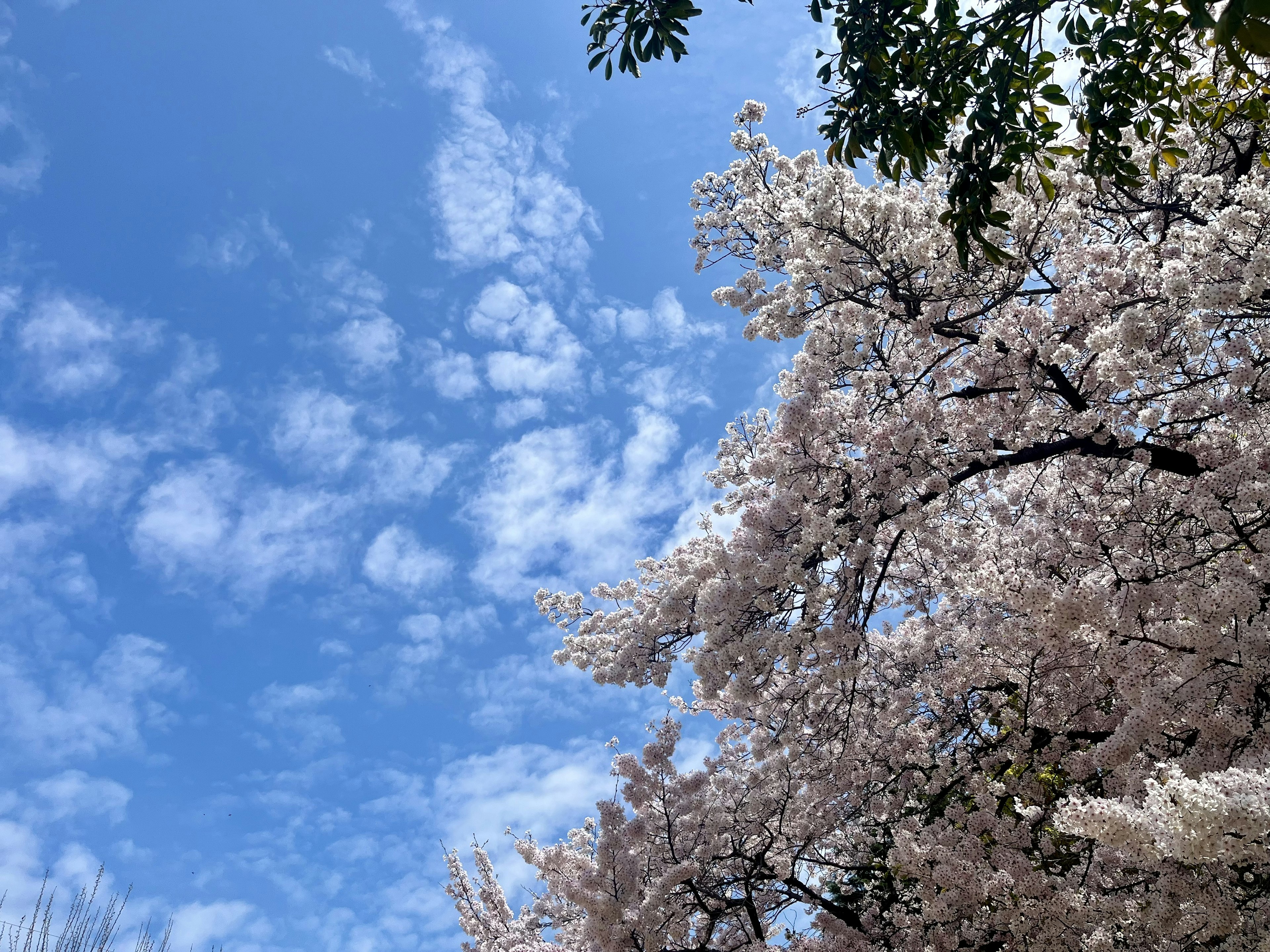 櫻花盛開在晴朗的藍天上