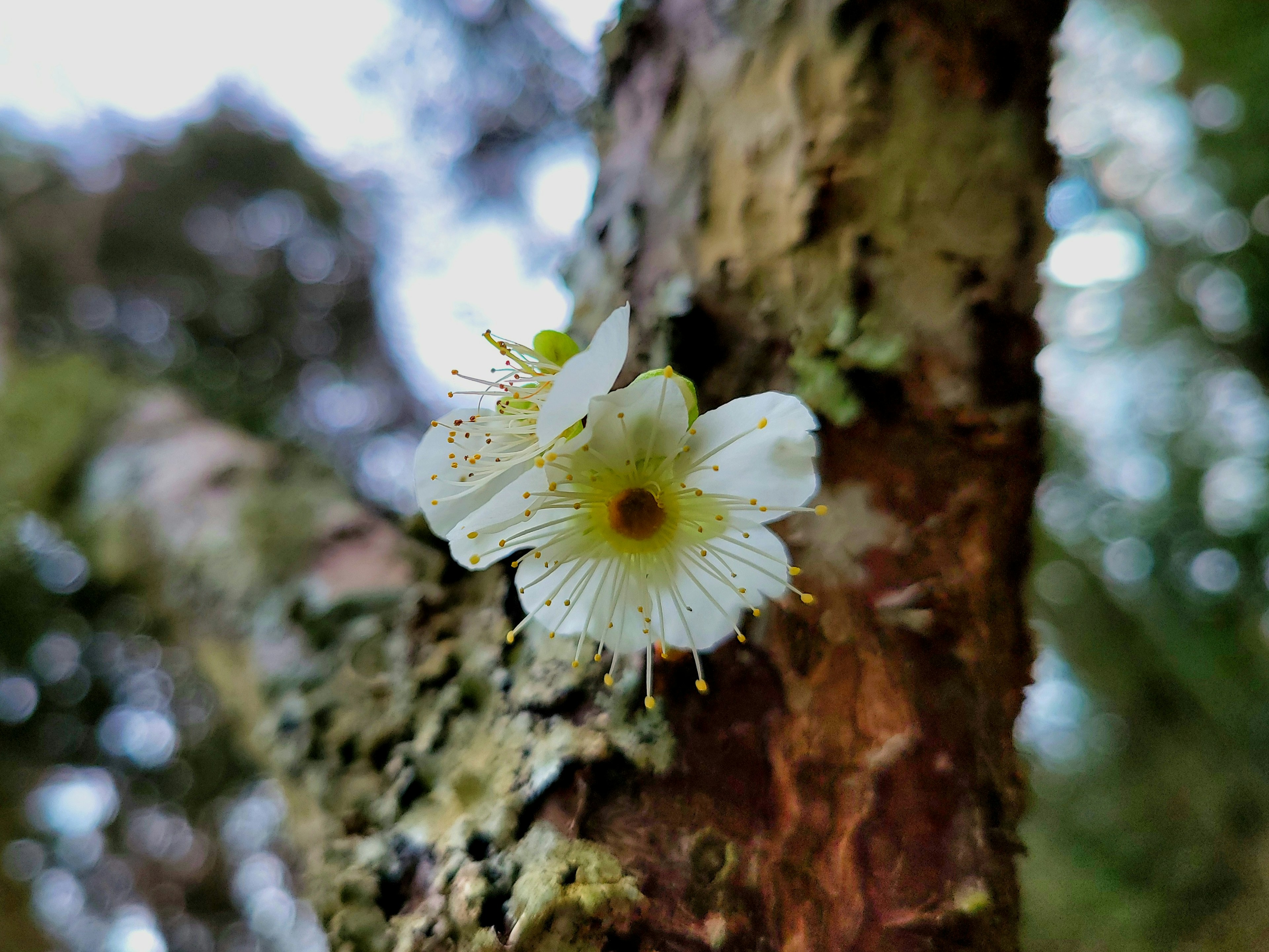 木の幹に咲く白い花と苔のある風景