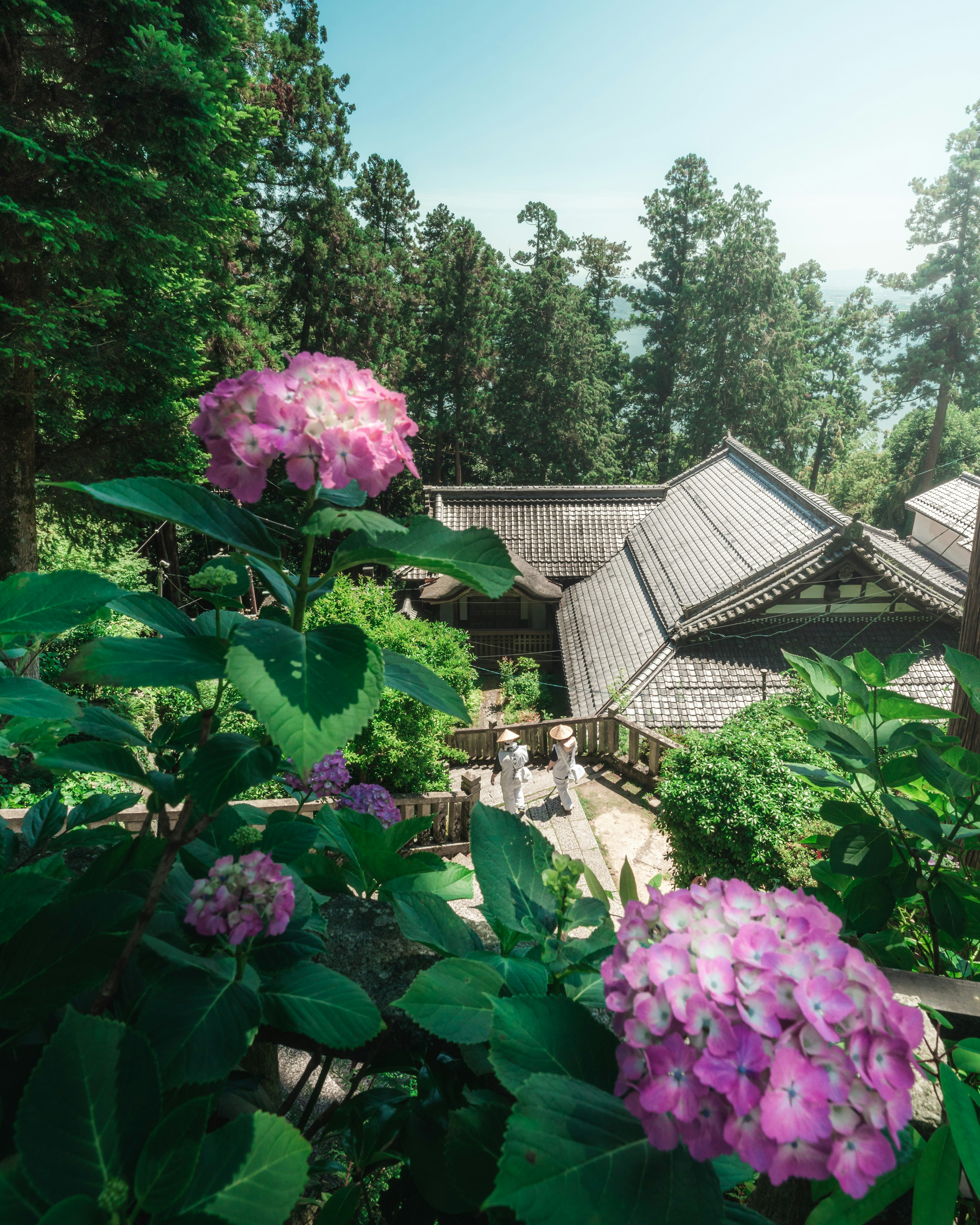 Ancienne maison japonaise entourée d'arbres verts et de fleurs d'hortensia violettes