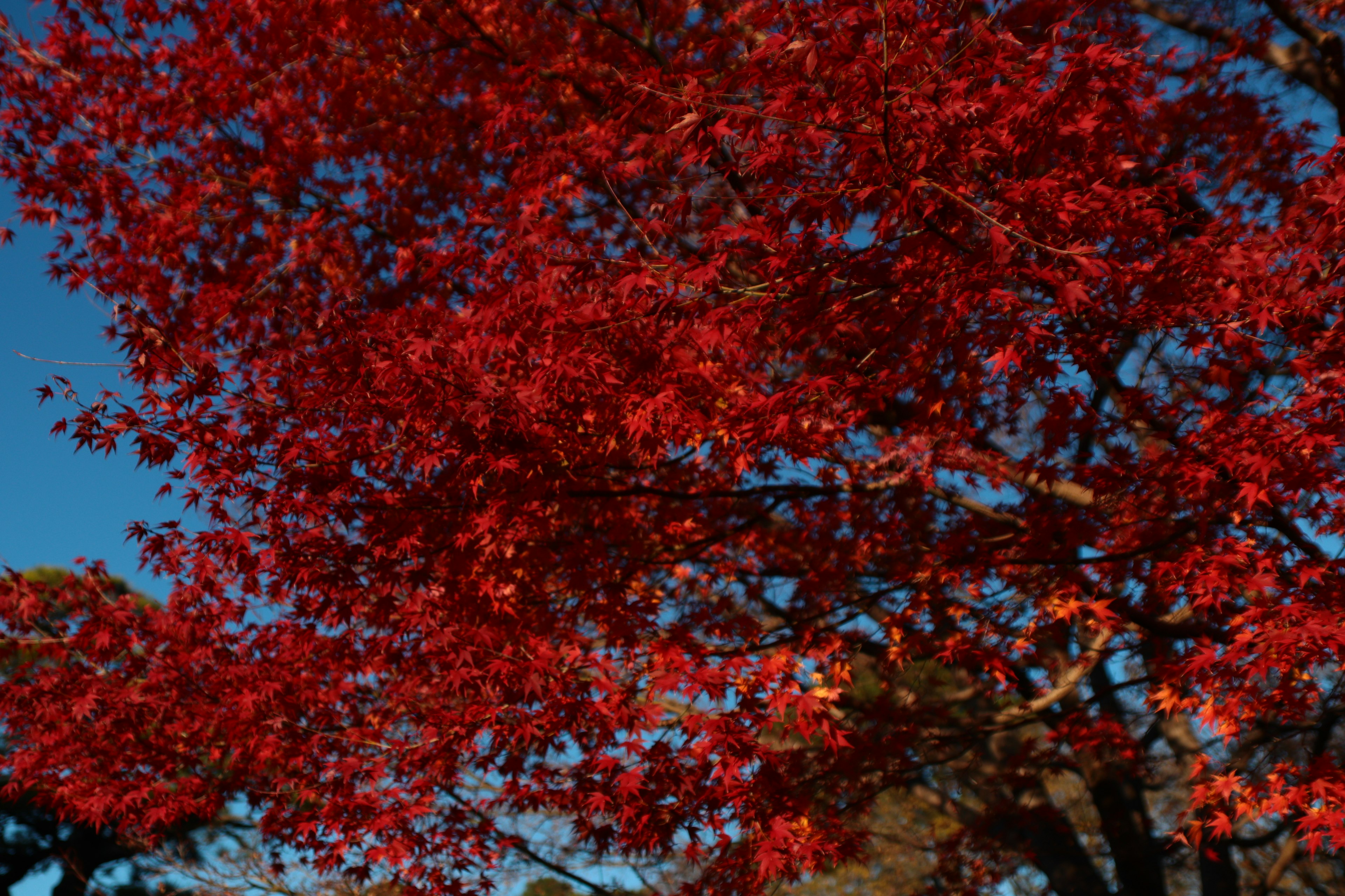 Foglie rosse vibranti di un albero contro un cielo blu chiaro