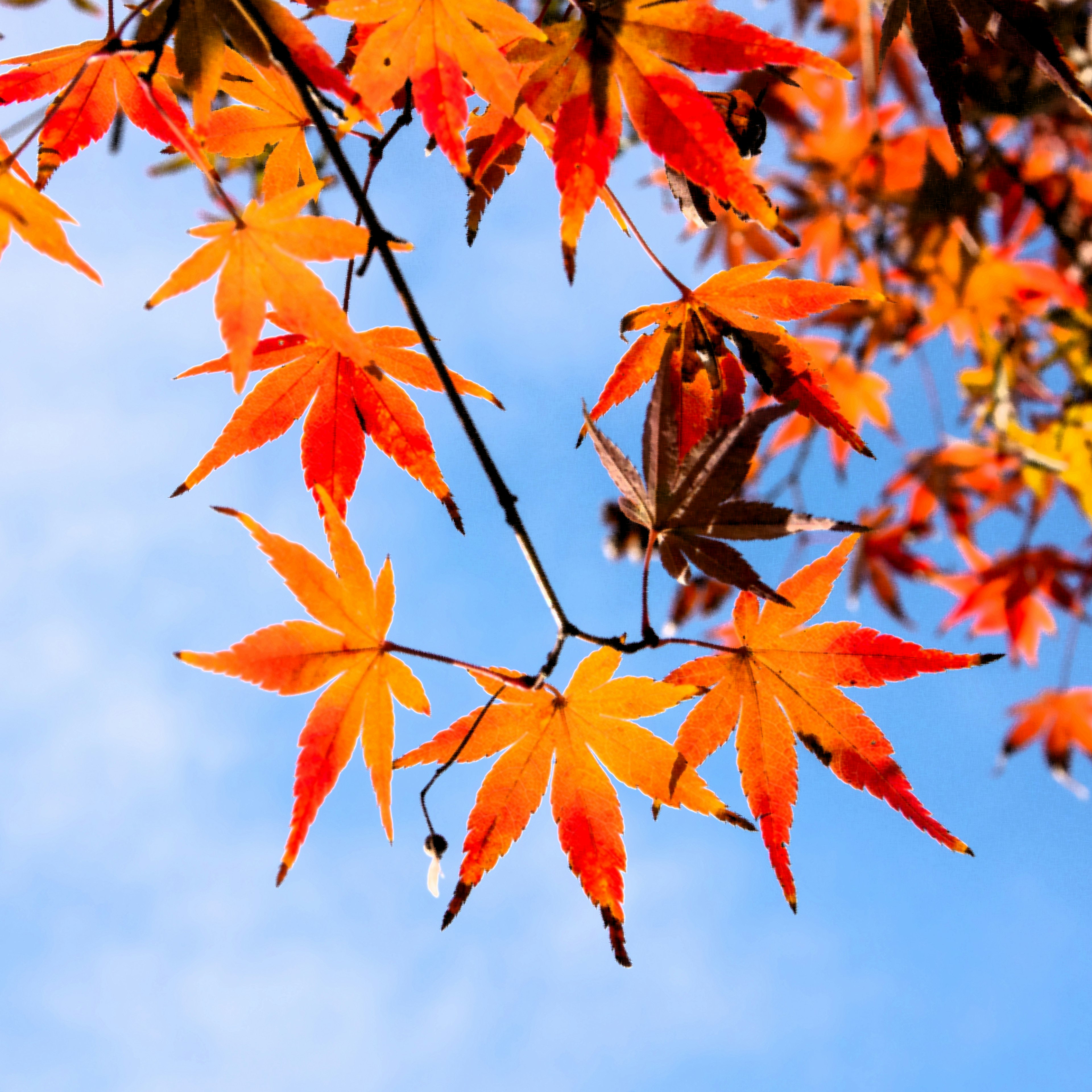 Daun maple merah dan oranye yang cerah bersinar di bawah langit biru