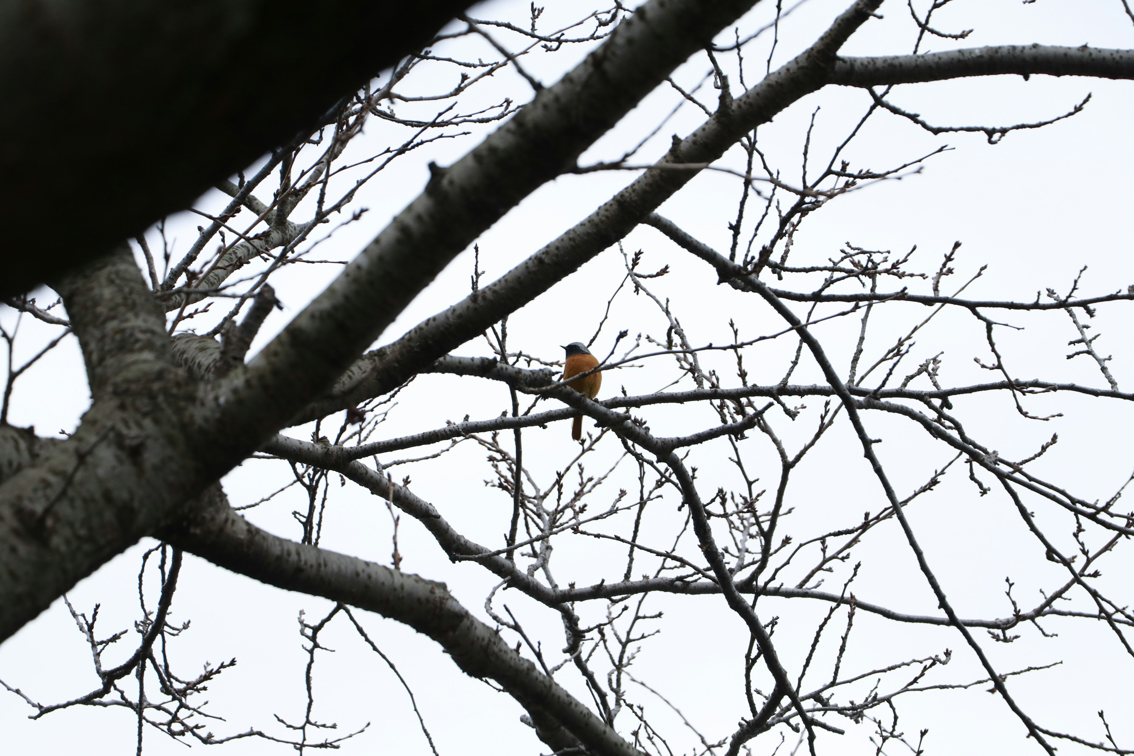 Ein kleiner orangefarbener Vogel, der auf kahlen Ästen eines Baumes vor einem grauen Himmel sitzt