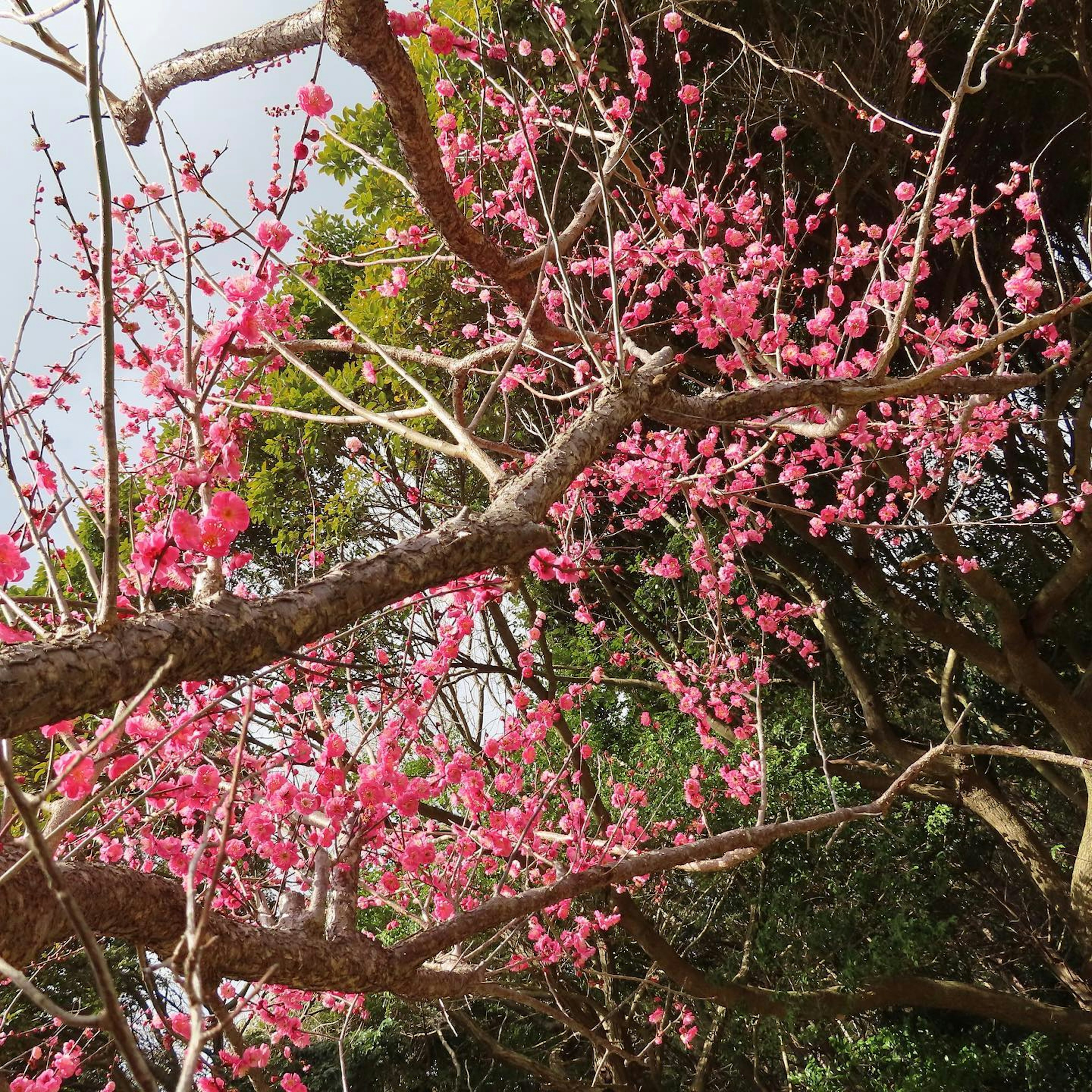 Close-up of cherry blossom branches with pink flowers