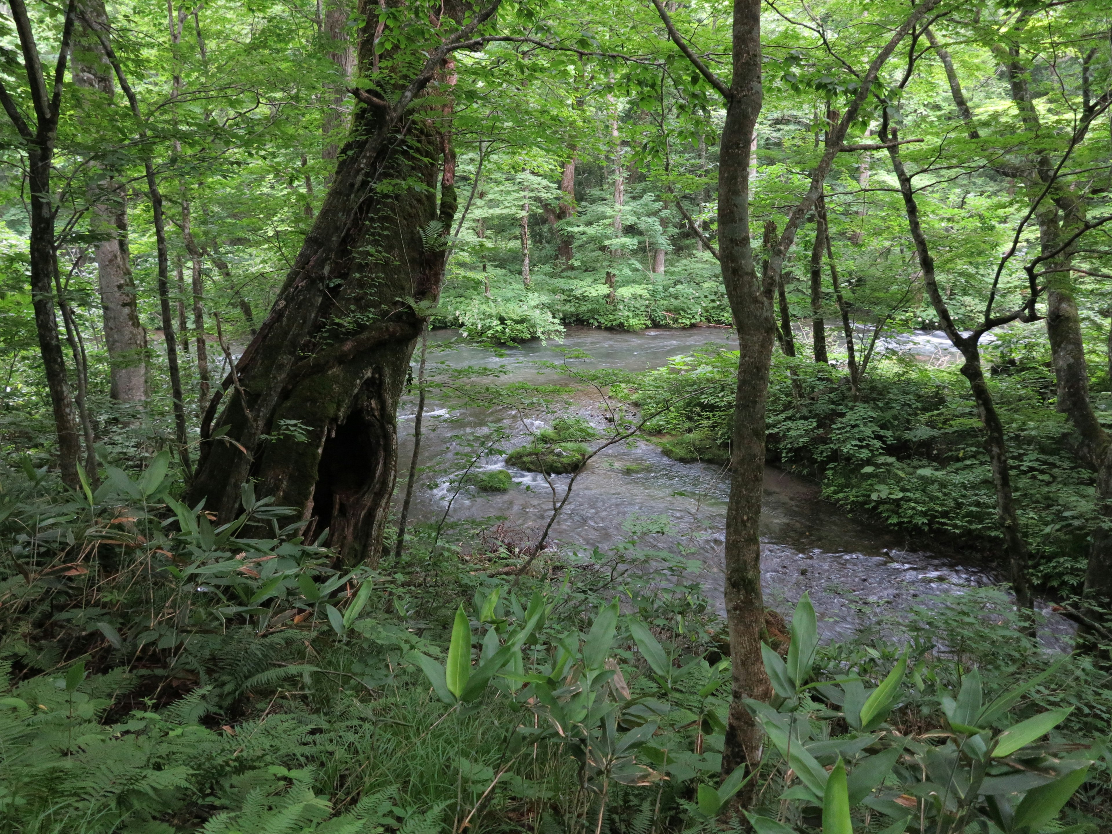 緑の木々に囲まれた小川の風景