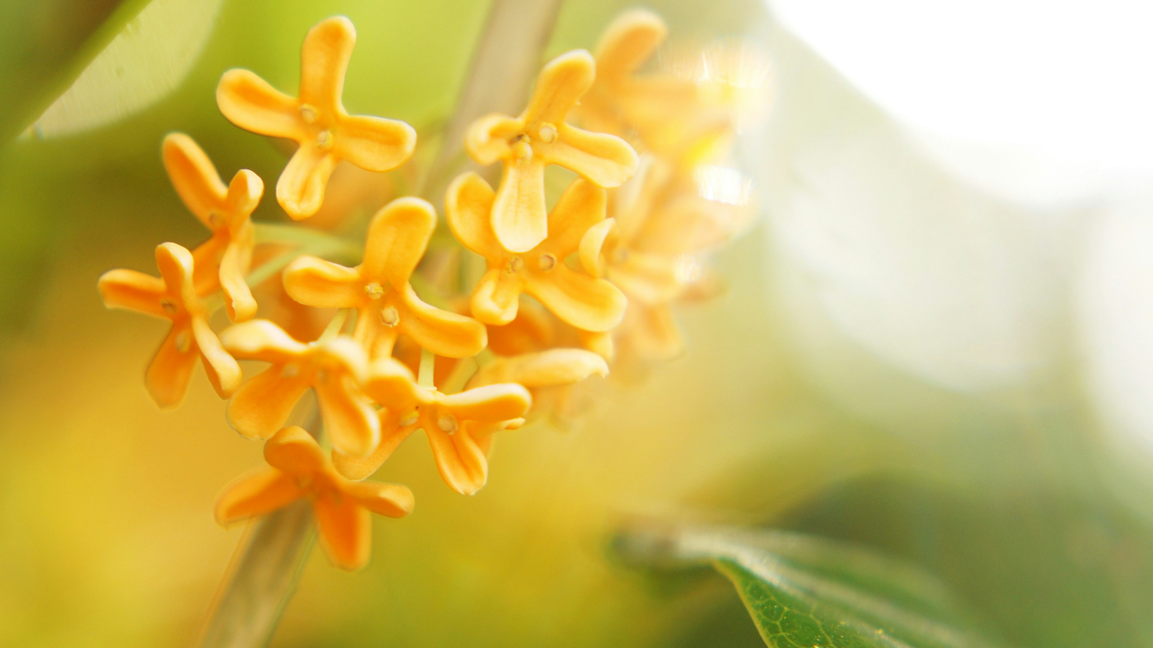 鮮やかな黄色の花が咲いている写真で背景がぼやけている