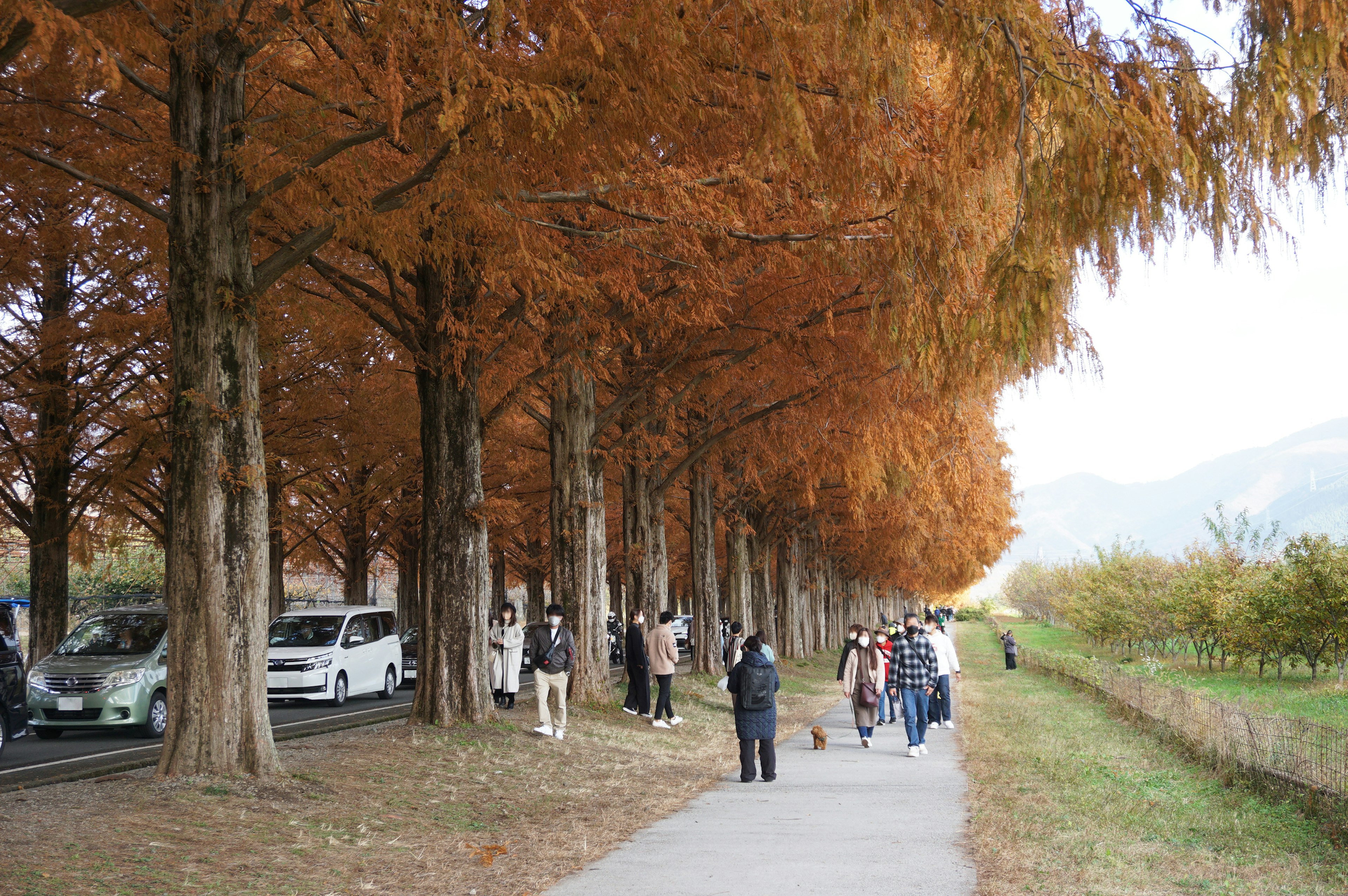 People walking along a tree-lined path surrounded by autumn foliage