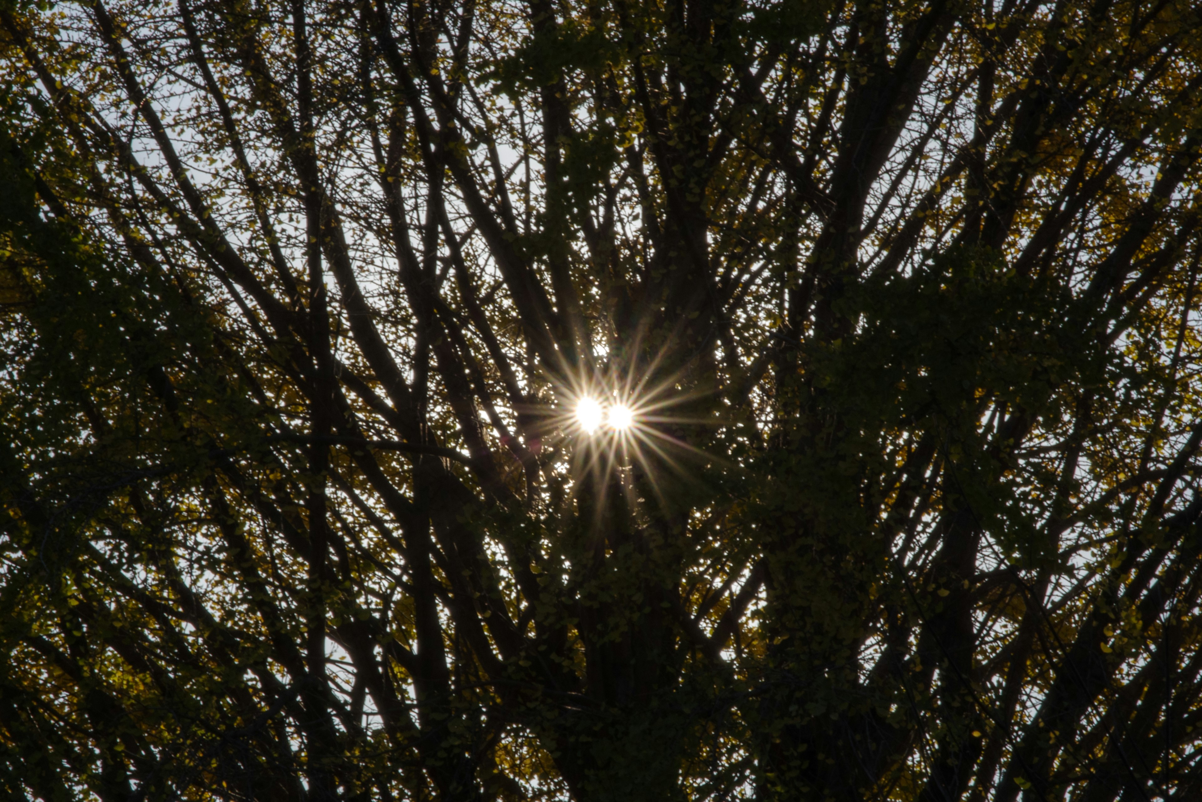 木の間から見える太陽の光が反射している様子