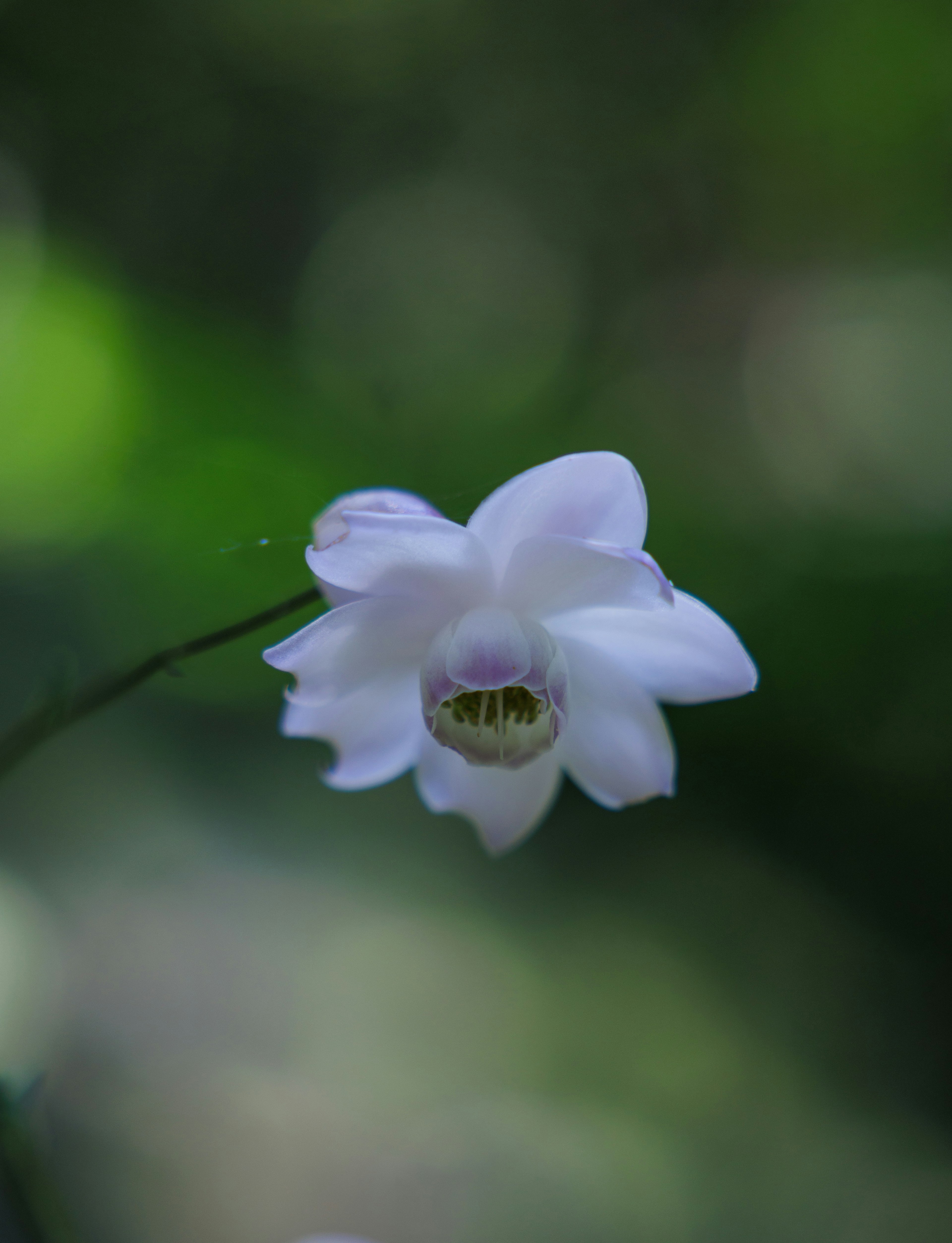 Un fiore di orchidea bianca su uno sfondo verde sfocato