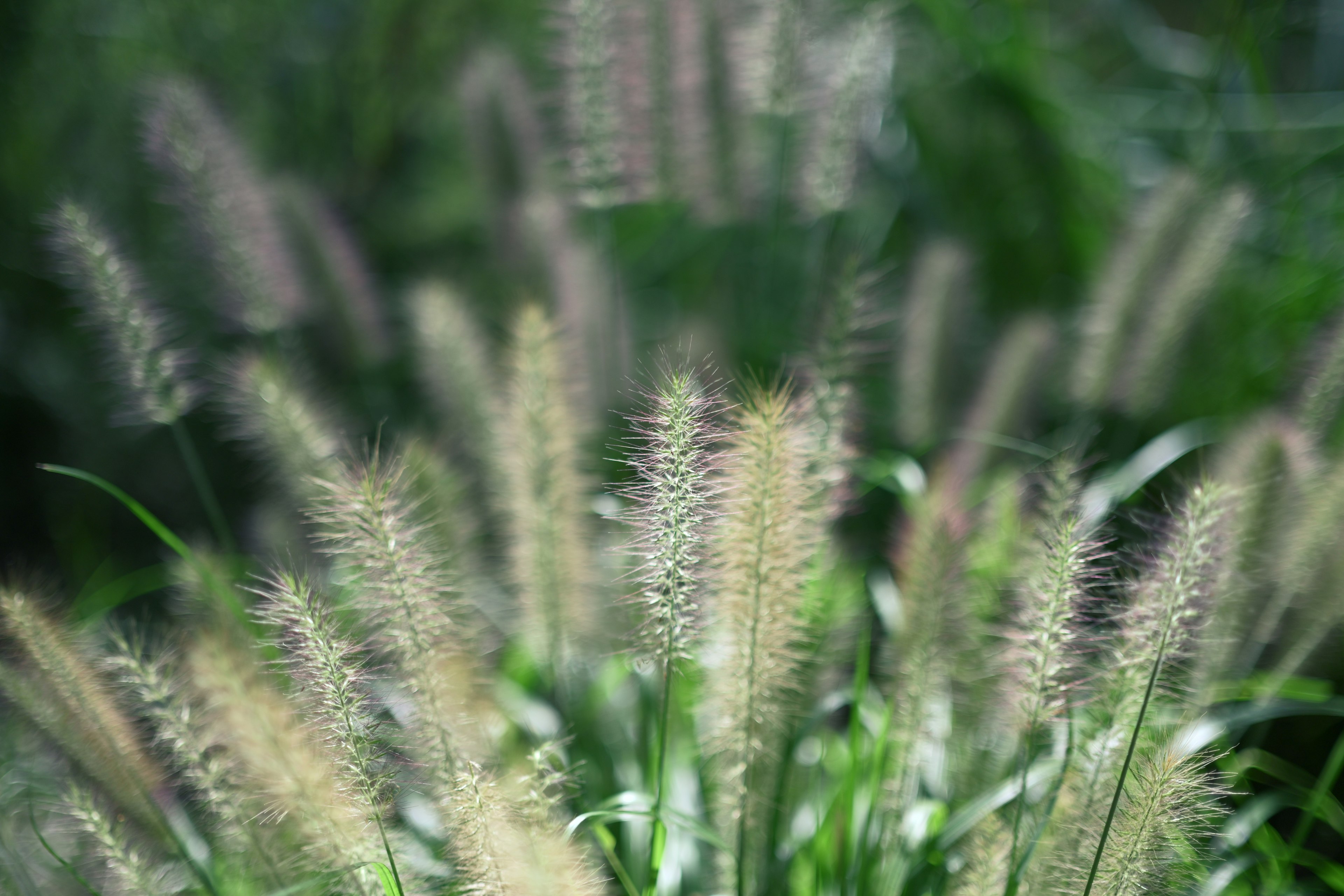 ふわふわした草の穂が緑の背景で揺れている