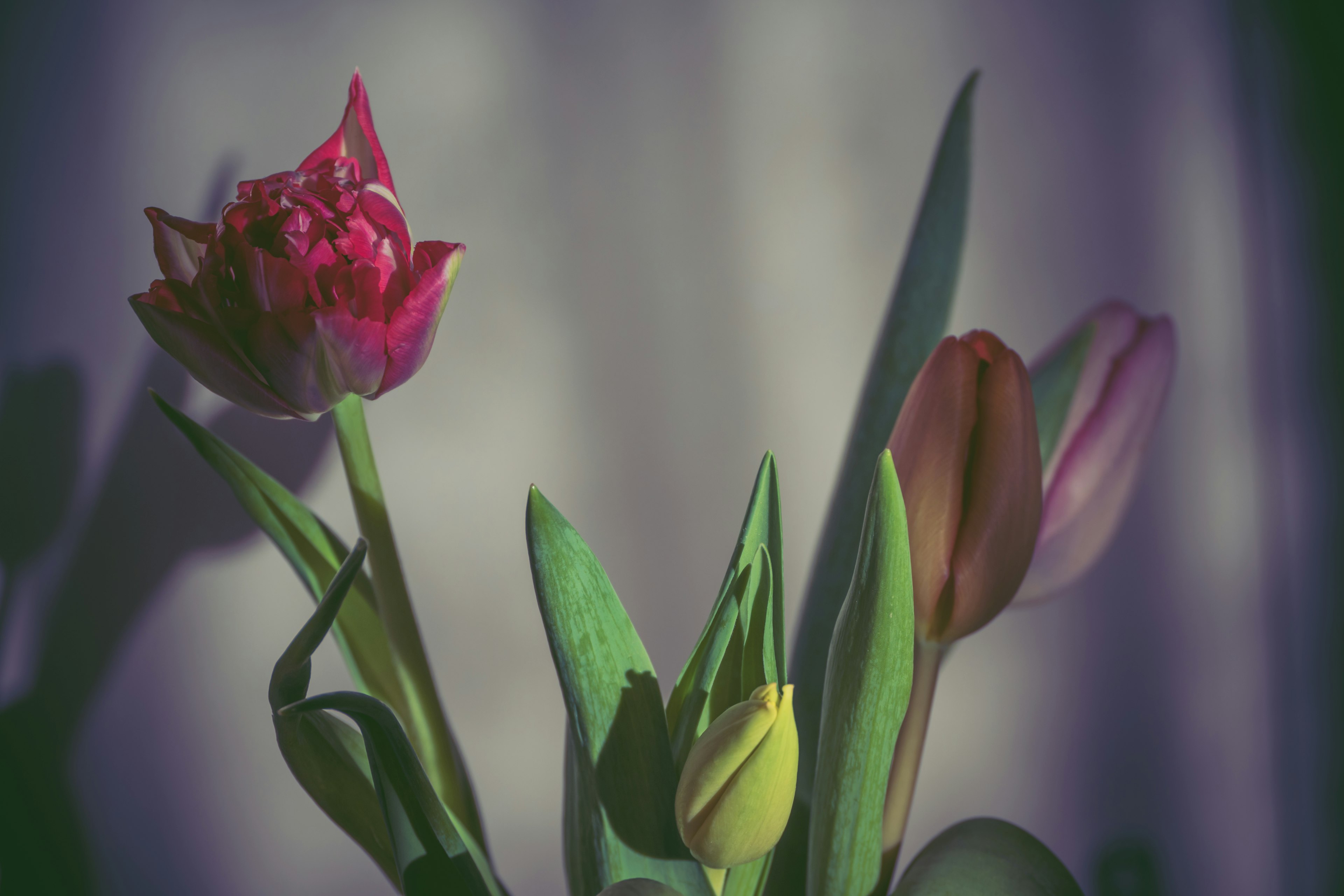 A vibrant arrangement of colorful tulips in various shades