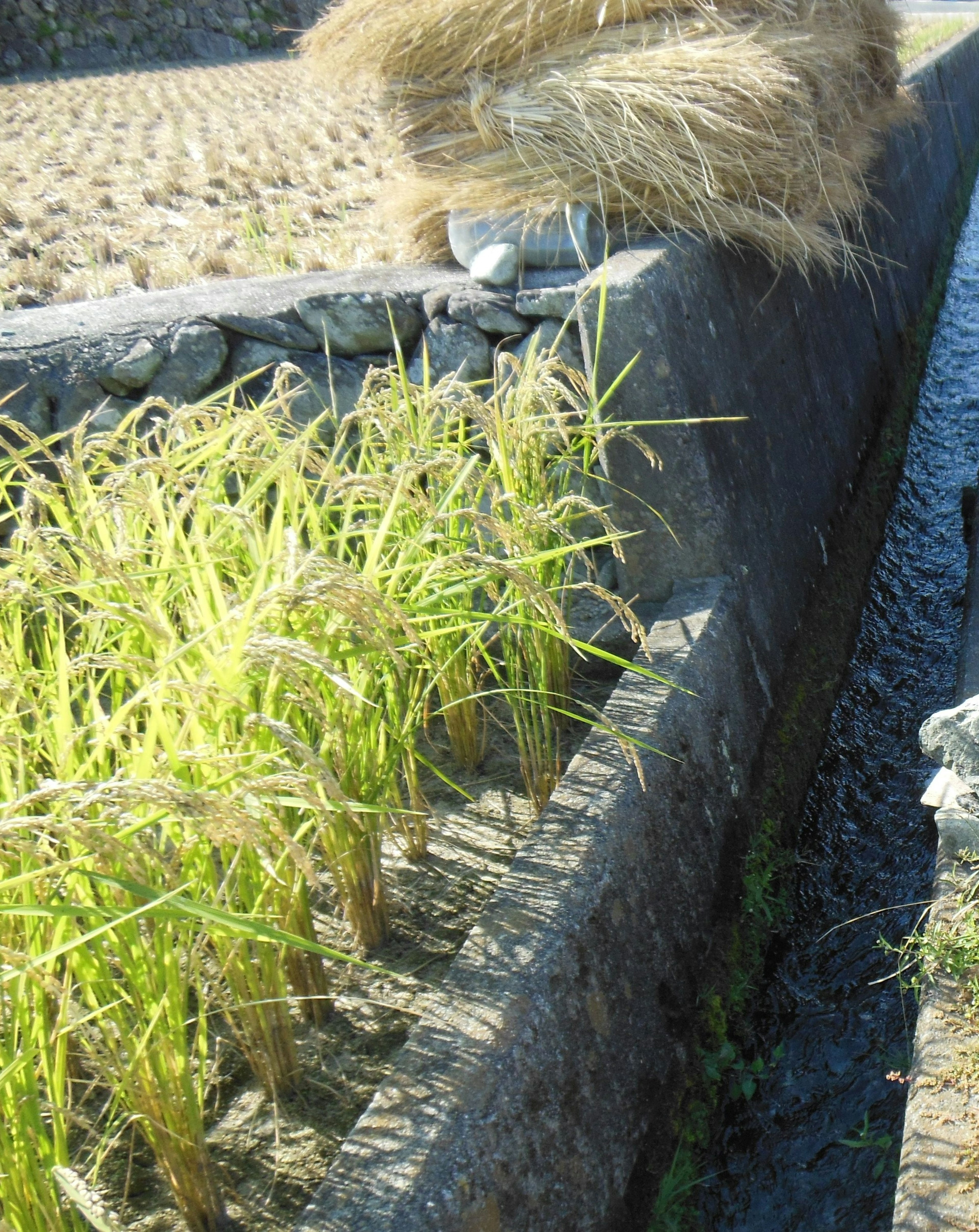 Piante di riso accanto a un canale d'acqua con un fascio di riso essiccato