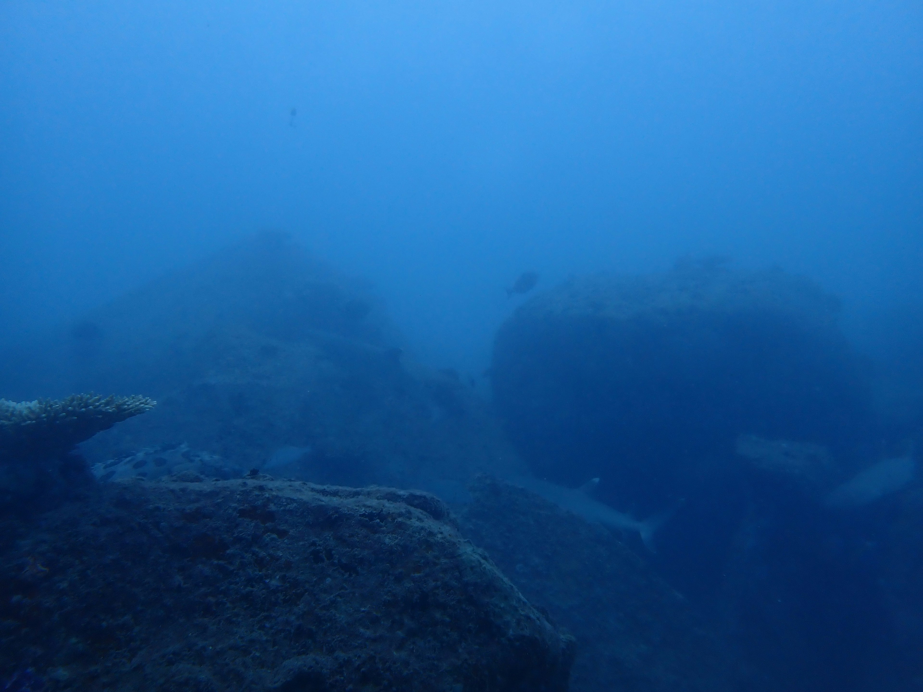 Scena subacquea con rocce in un ambiente blu con un'atmosfera torbida