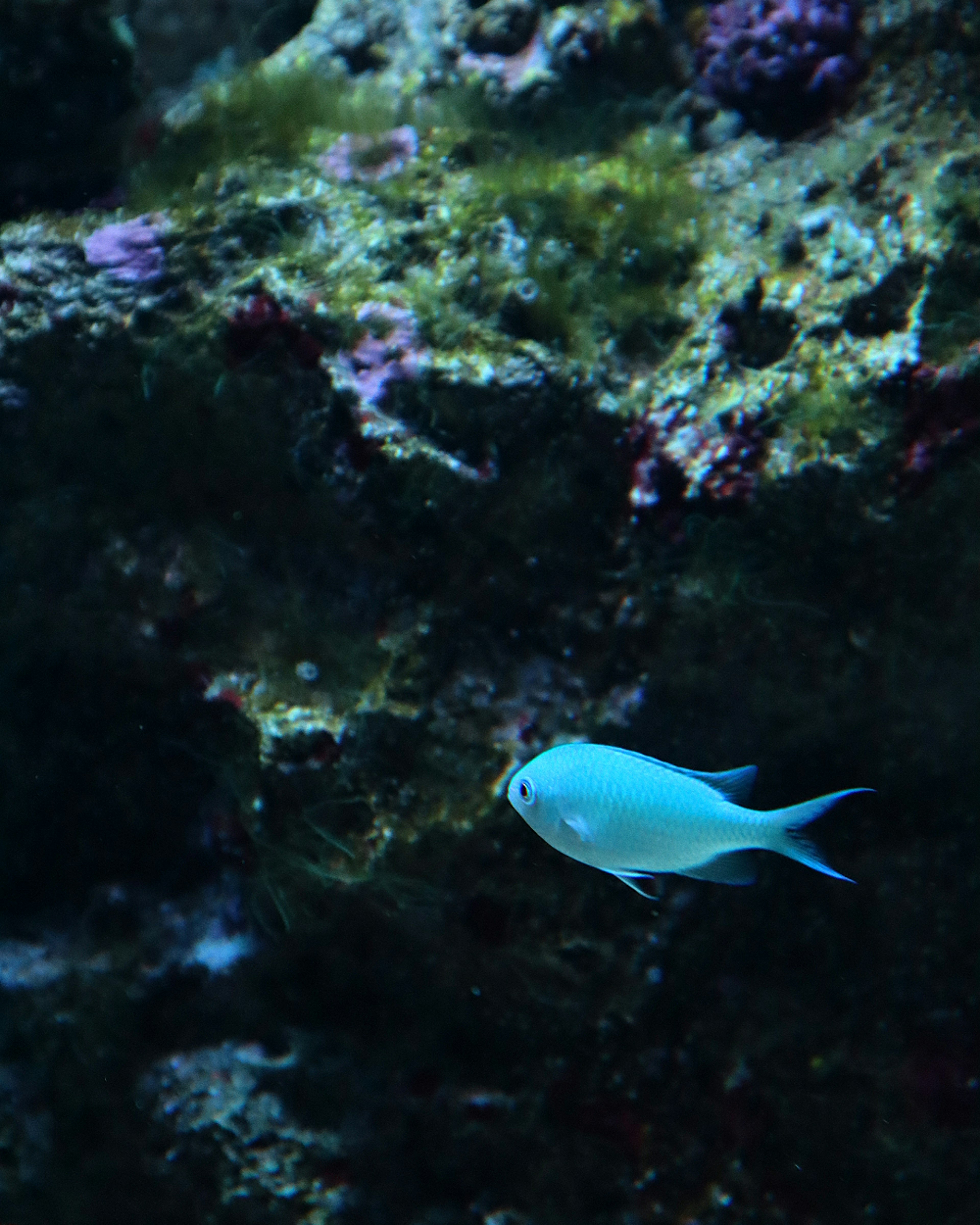 Un pez azul nadando en el océano con un fondo de coral